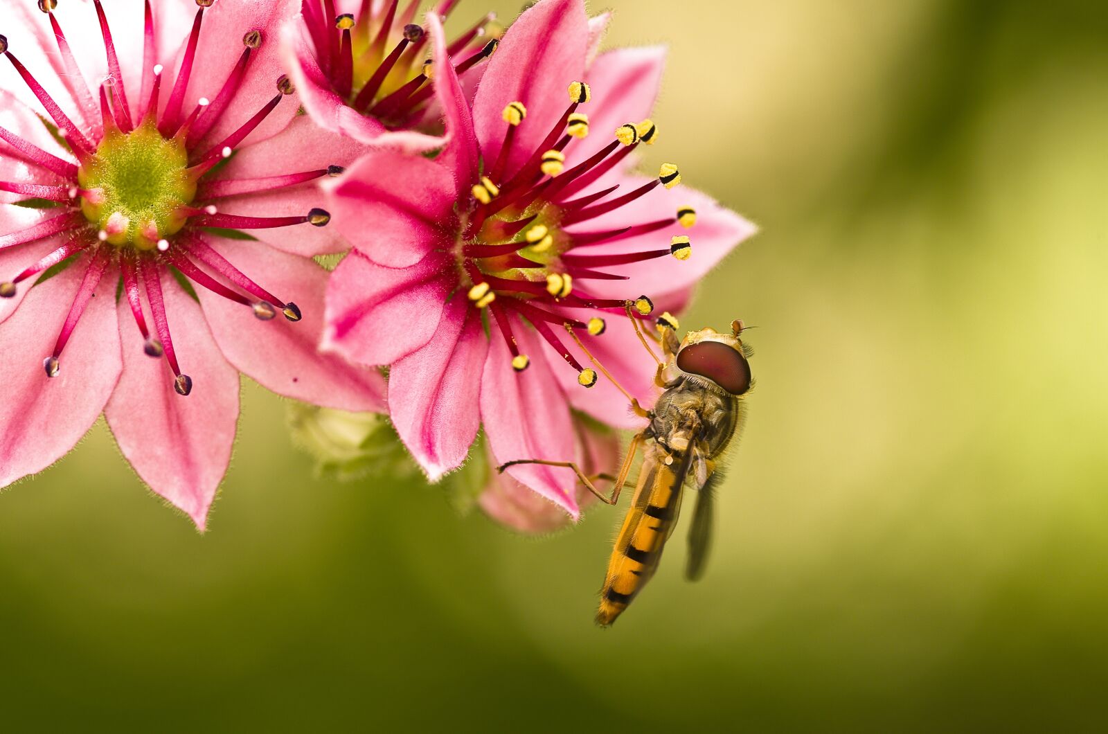 Pentax K-30 sample photo. Hoverfly, mimicry, yellow photography