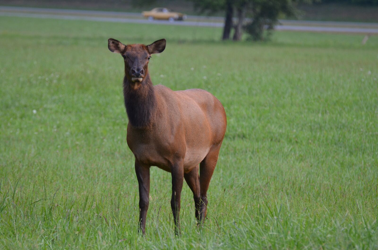 Nikon D5100 sample photo. Momentum bull, momentum, mammal photography