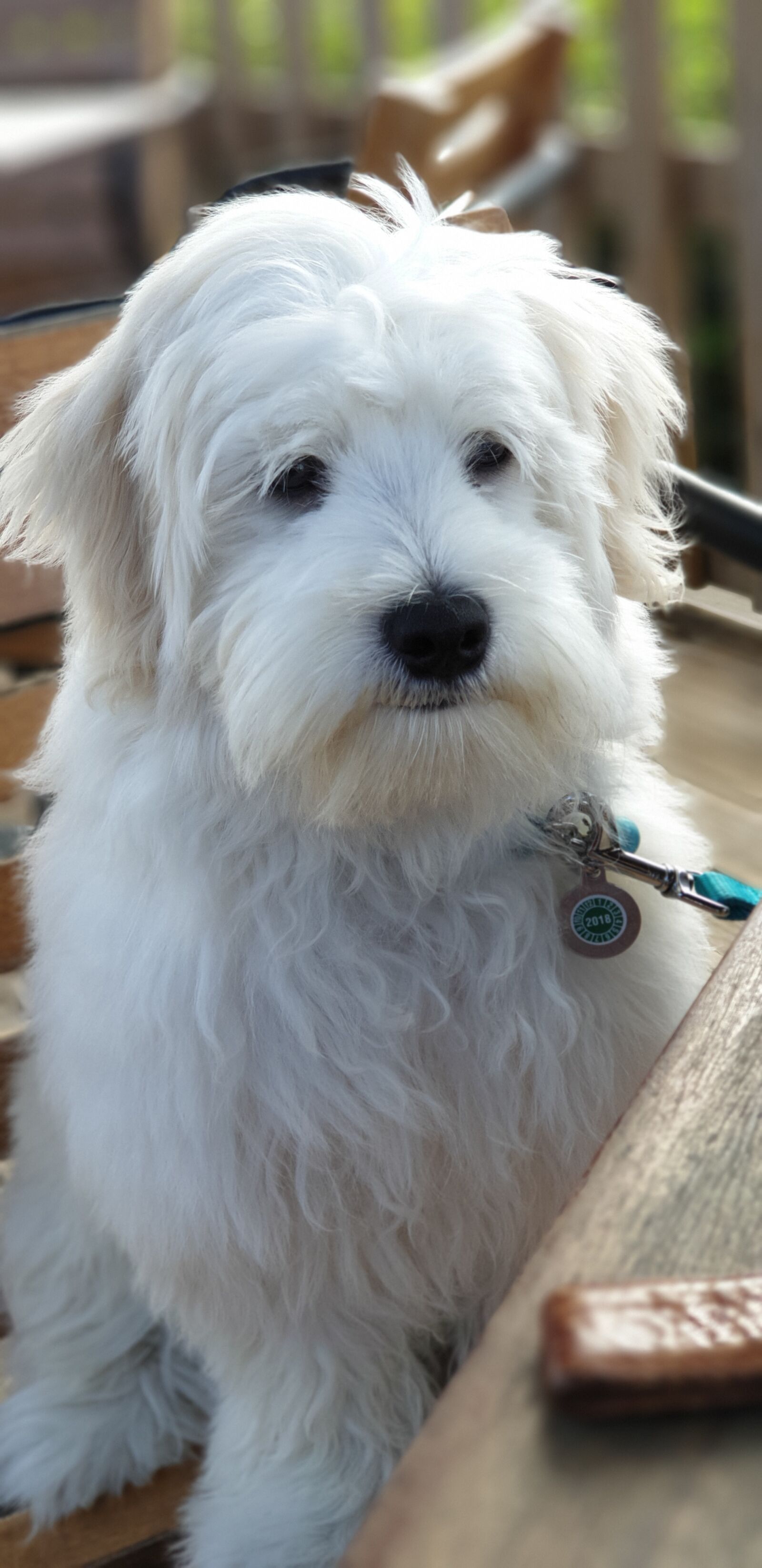 Samsung Galaxy Note9 sample photo. Dog, white, animal photography