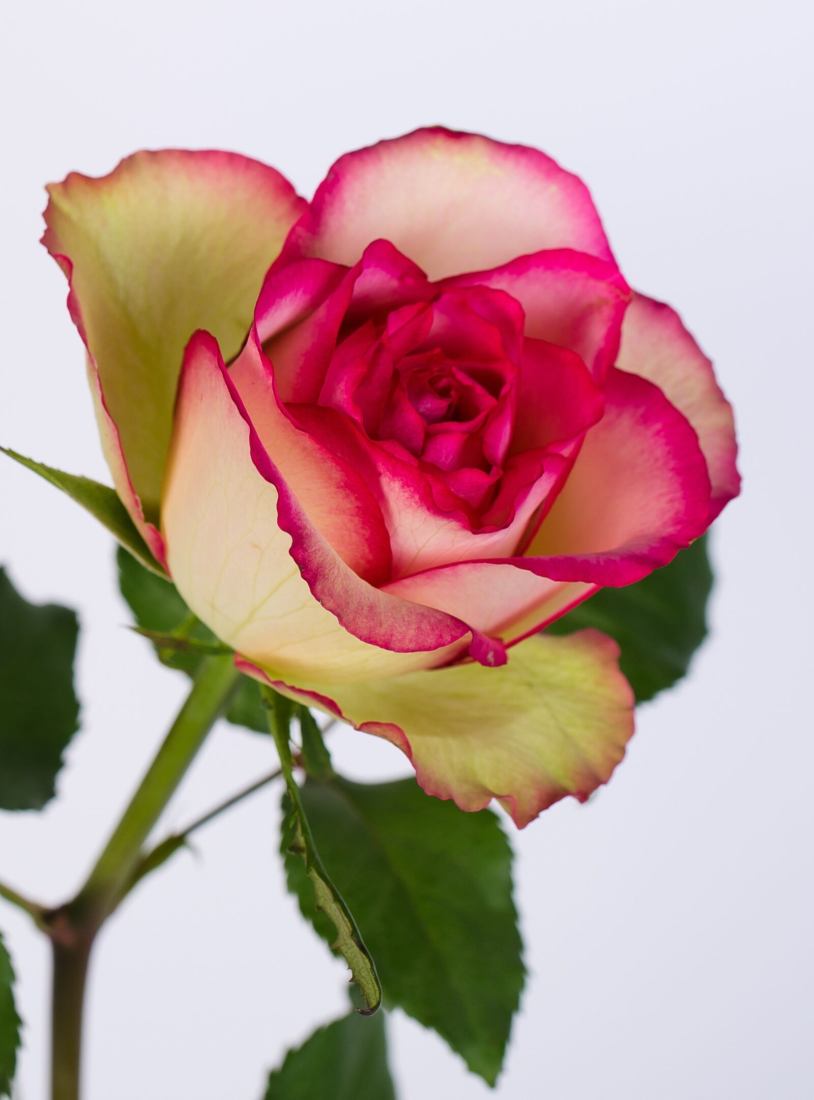 Nikon D7000 sample photo. Rosa, love, flower photography