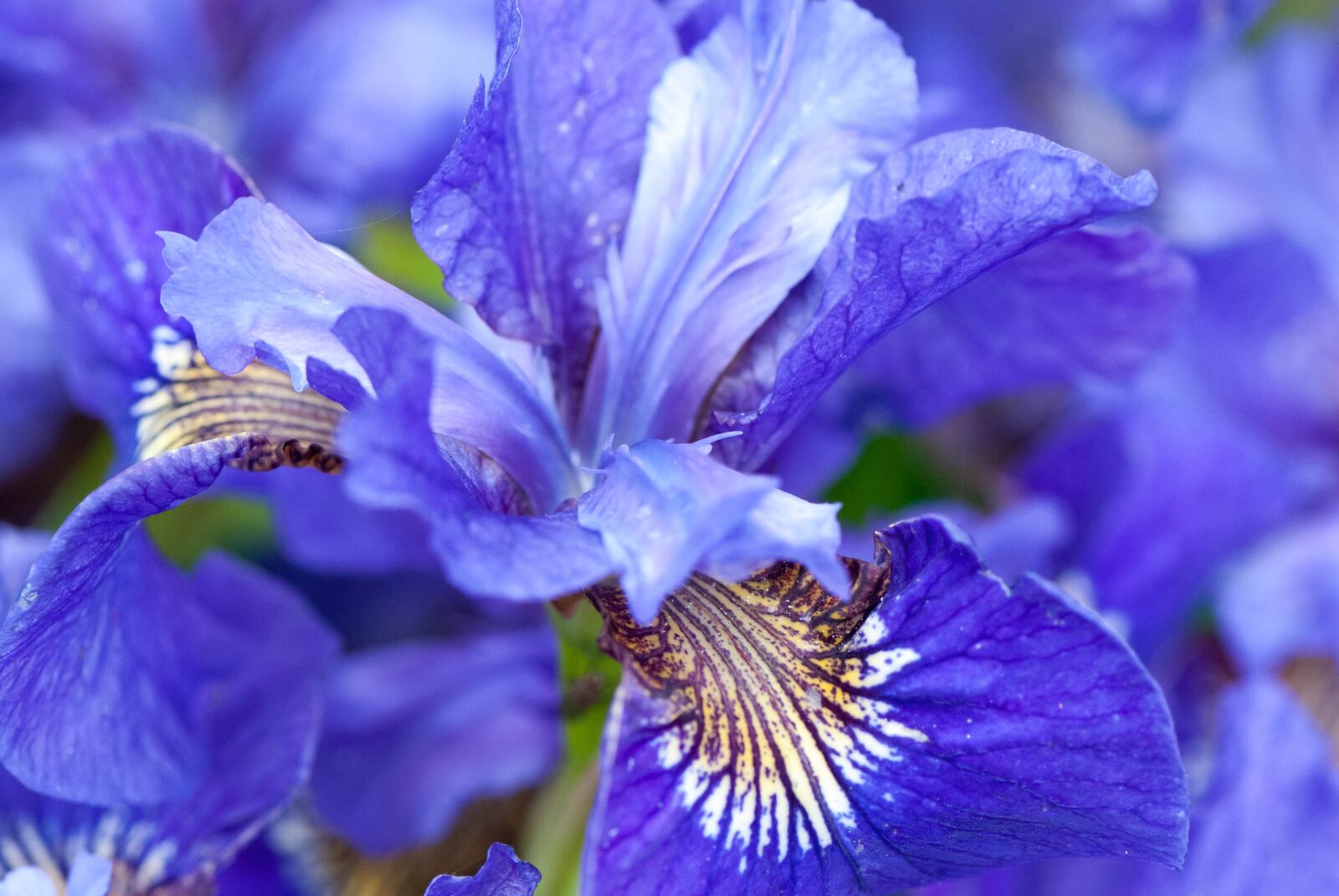 Nikon D80 sample photo. Flower, plant, nature photography