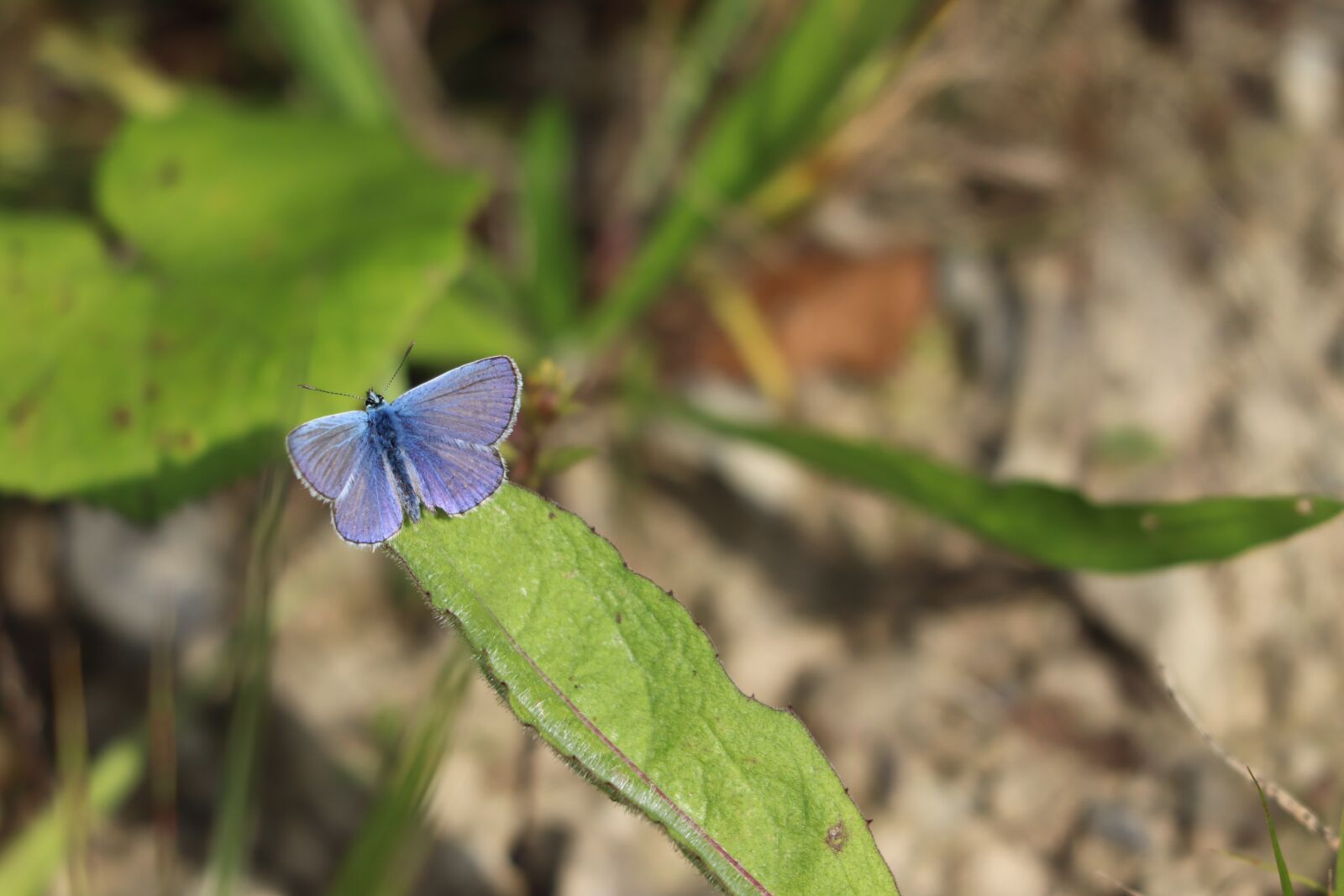 Canon EF 70-300 F4-5.6 IS II USM sample photo. Butterfly, fly, nature photography