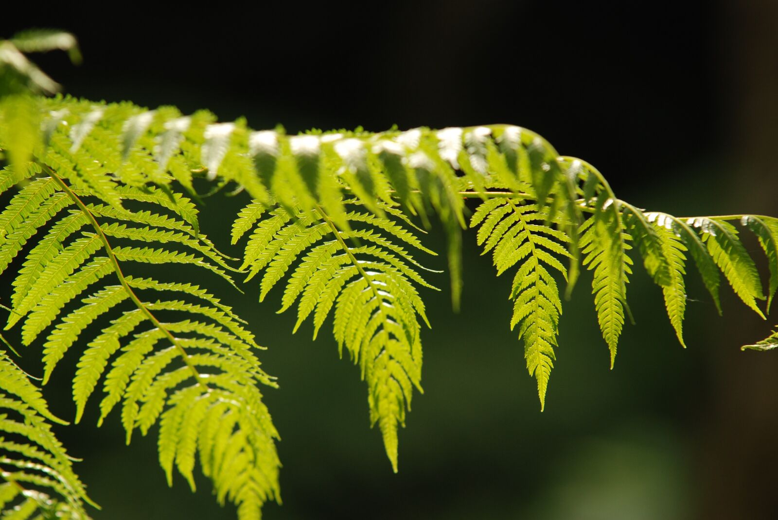 Nikon D40X sample photo. Green leaf, plant, fern photography