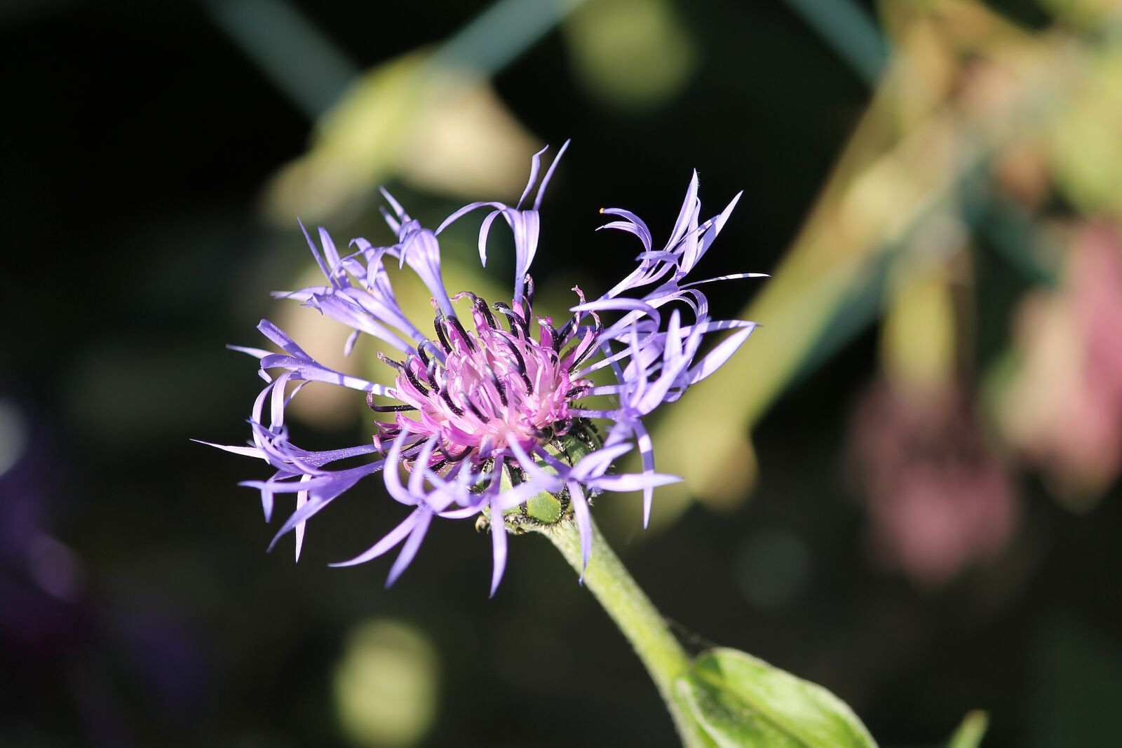 Canon EOS 1100D (EOS Rebel T3 / EOS Kiss X50) sample photo. Cornflower, alpine cornflower, centaurea photography