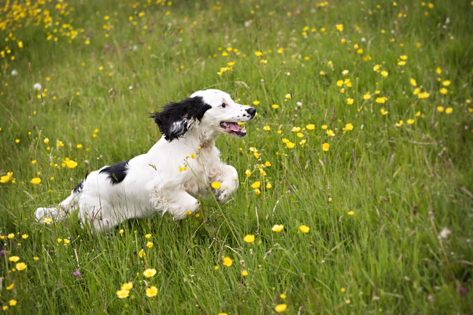 Canon EOS 5D Mark III + Canon EF 70-200mm F4L IS USM sample photo. Puppy, run, running photography