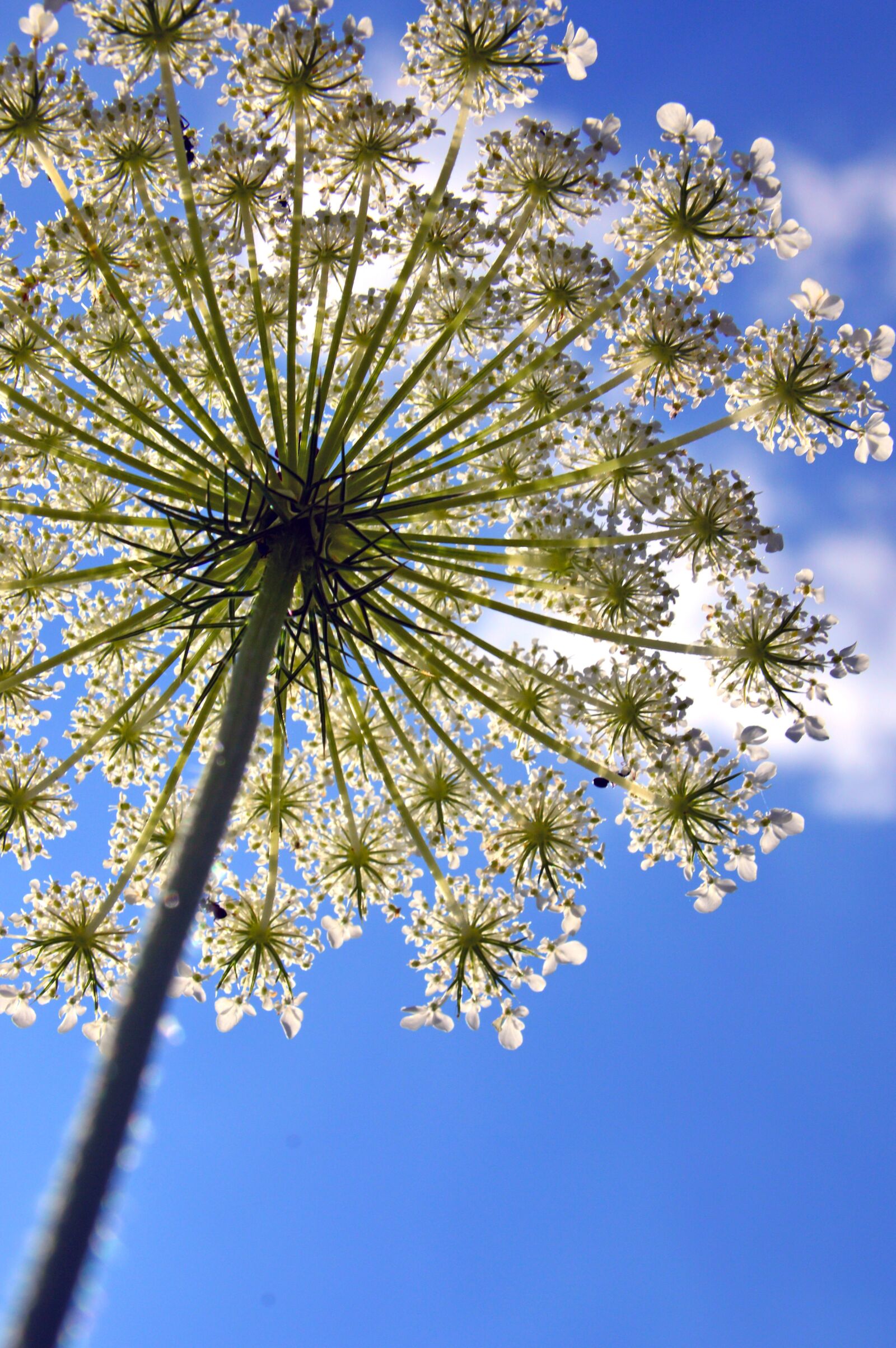 Nikon D3200 sample photo. Summer, flower, white flower photography