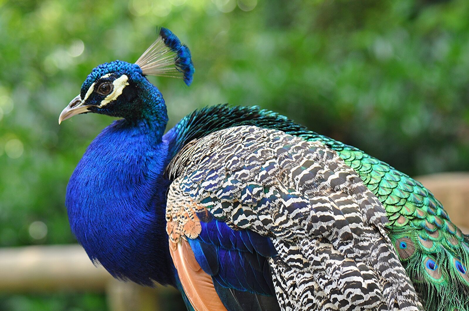 Nikon D5000 sample photo. Peacock, profile, peafowl photography