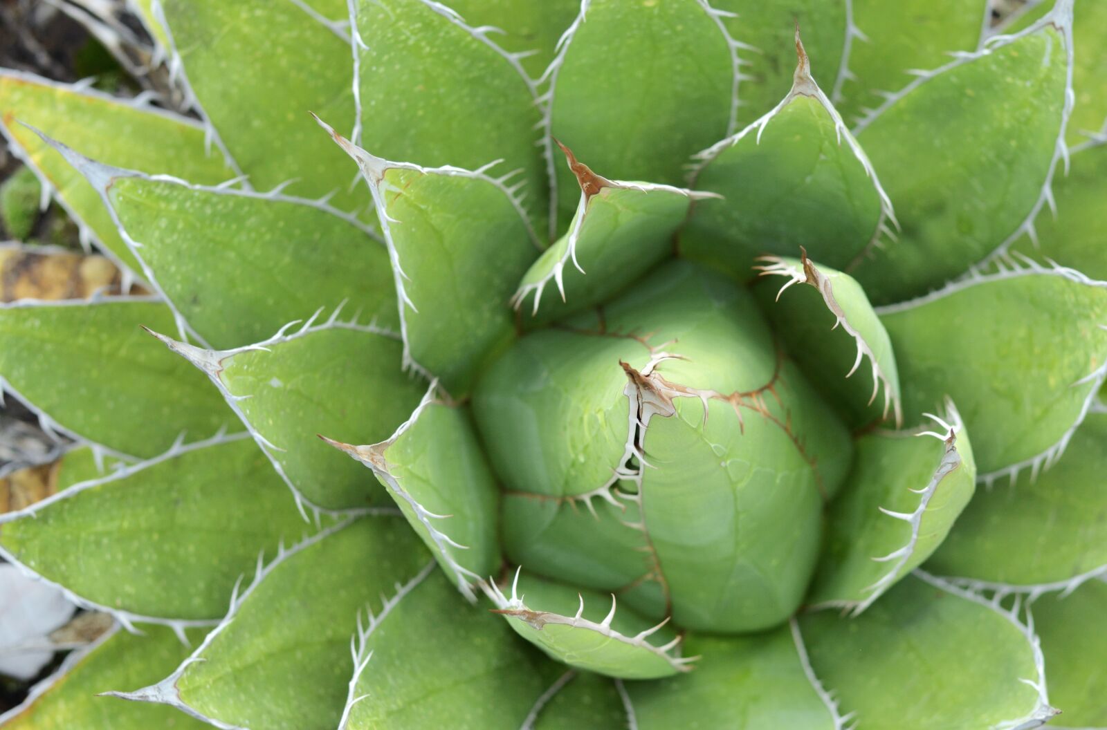 Nikon D3200 sample photo. Succulent, green, plant photography