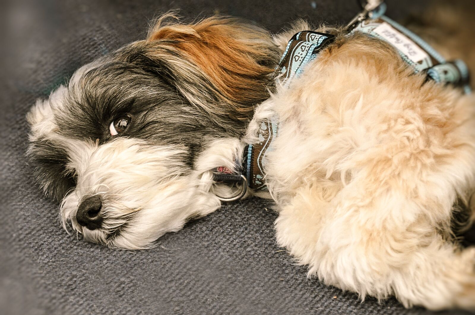 Nikon D90 sample photo. Dog, hybrid, pet photography