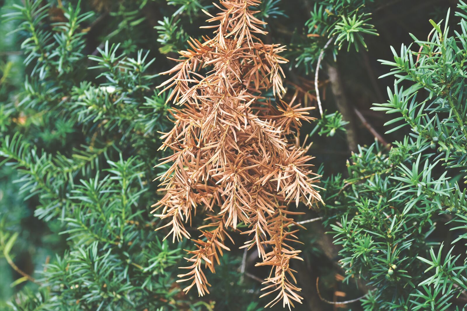 Nikon D7200 sample photo. Yew, bush, needles photography