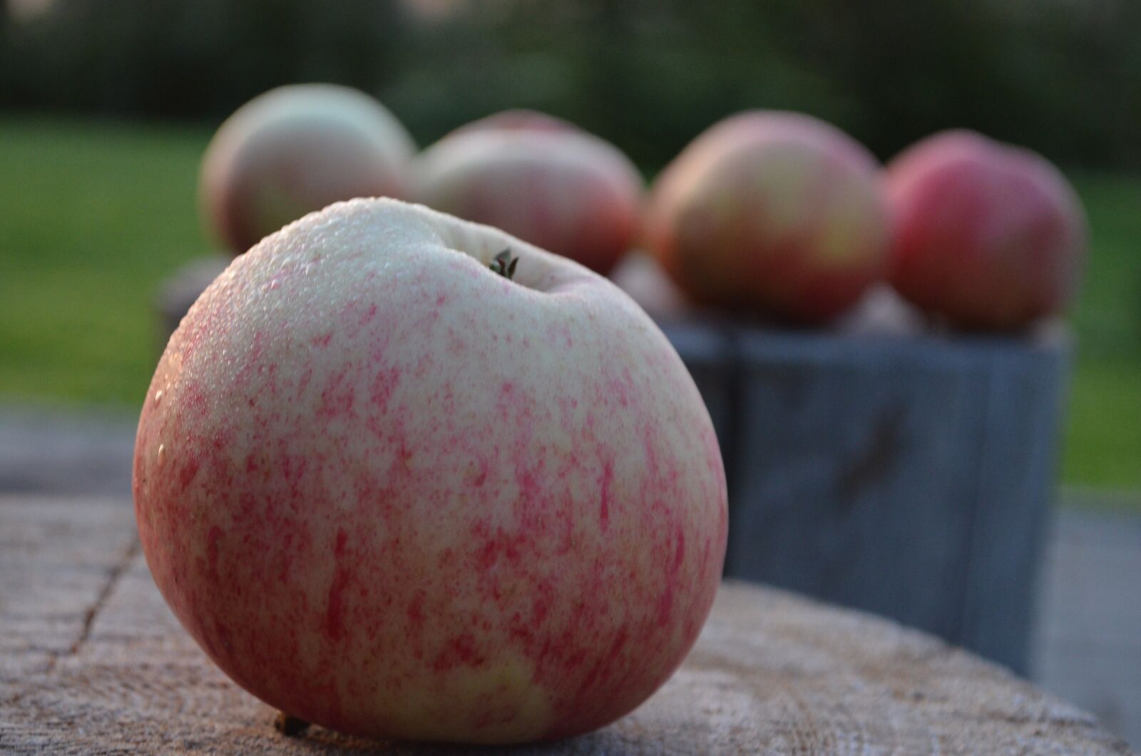 Nikon D5100 sample photo. Apple, holiday, apple spas photography