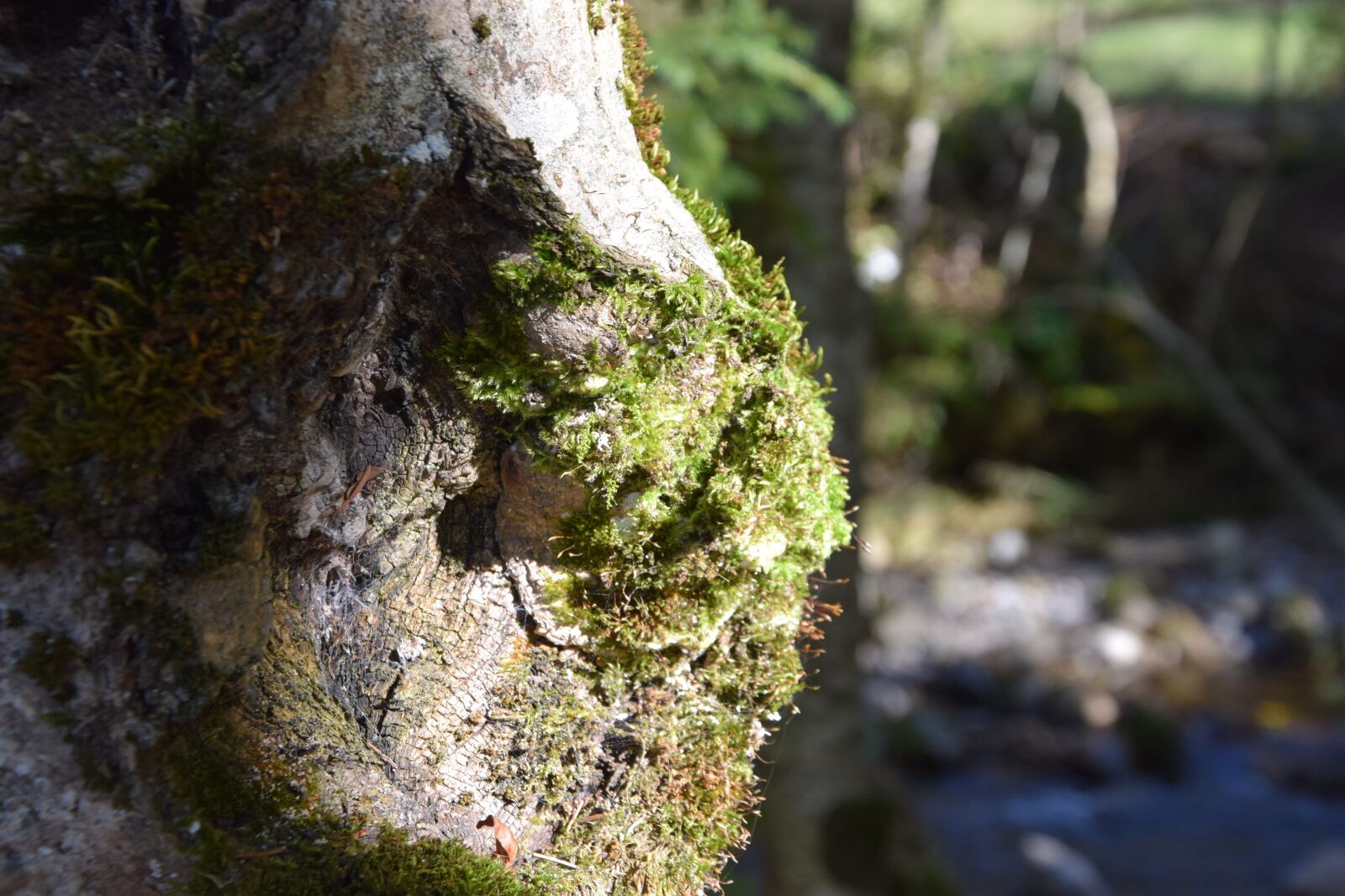 Nikon D5300 sample photo. Tree, moss, nature photography