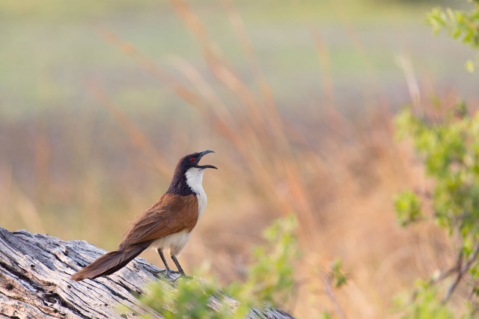 Canon EF 100-400mm F4.5-5.6L IS USM sample photo. Senegal coucal, centropus senegalensis photography