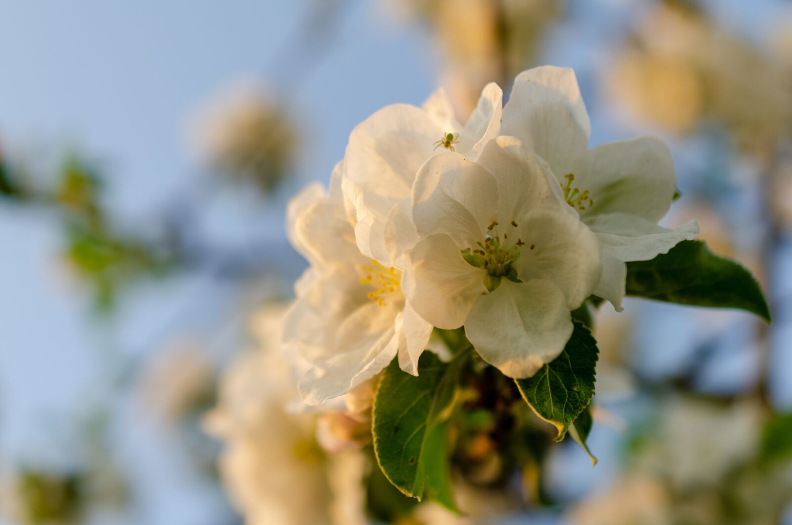 Nikon D7000 sample photo. Apple blossom, spring, apple photography