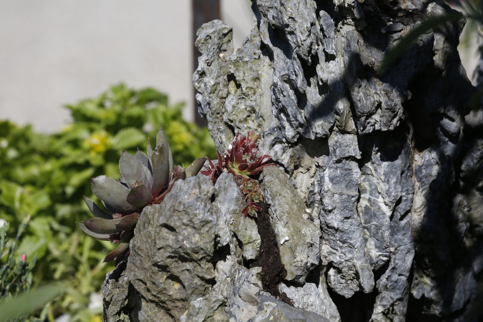 Canon EF 100-400mm F4.5-5.6L IS USM sample photo. Flowers, spring, summer photography