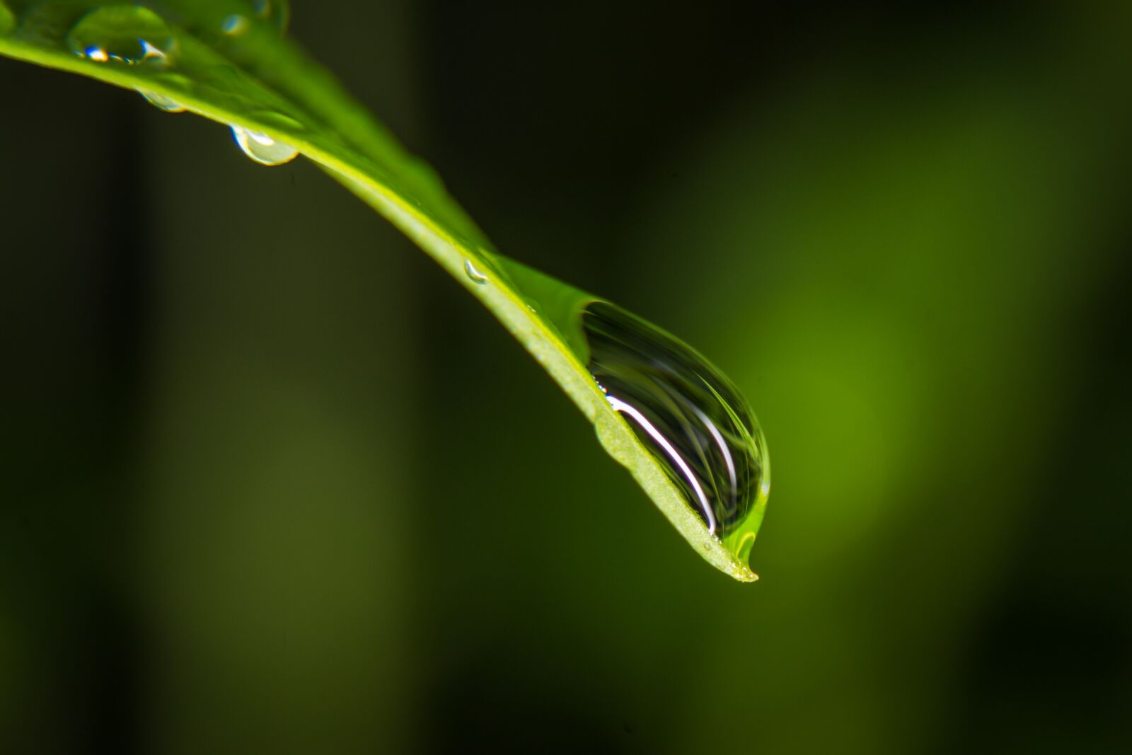 Nikon D7200 sample photo. Drop of water, leaf photography