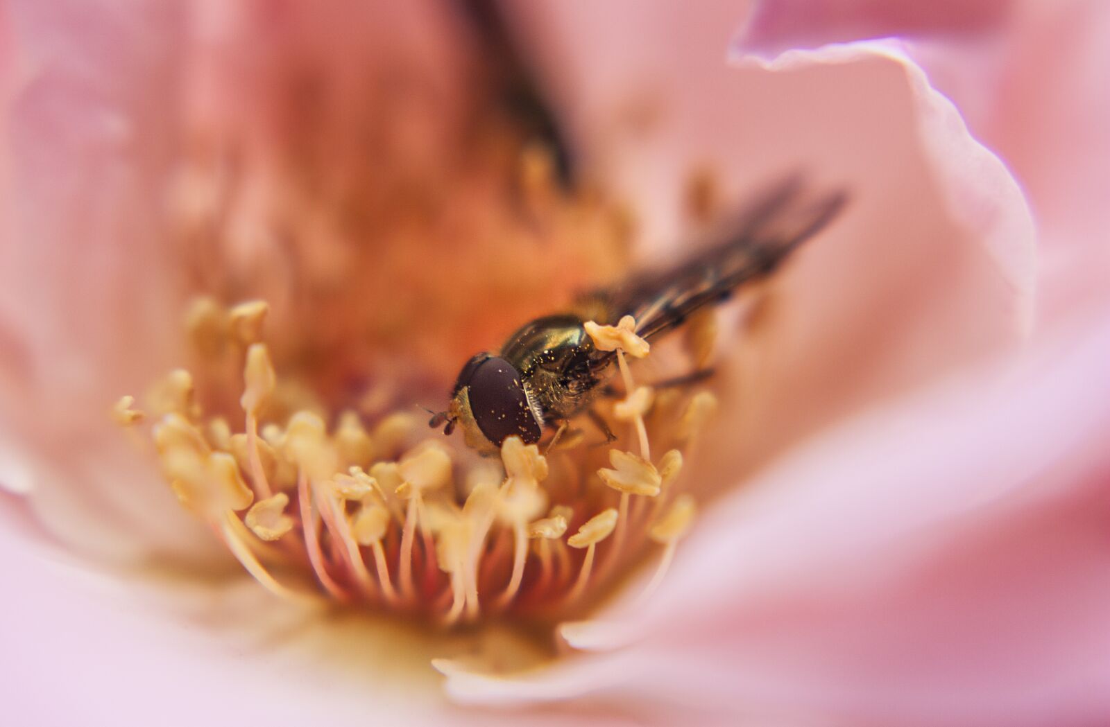 Canon EOS 450D (EOS Rebel XSi / EOS Kiss X2) sample photo. Macro, flower, bee photography
