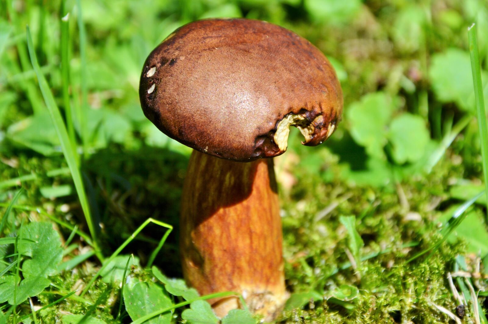 Nikon D3200 sample photo. Cep, mushroom, tube mushroom photography