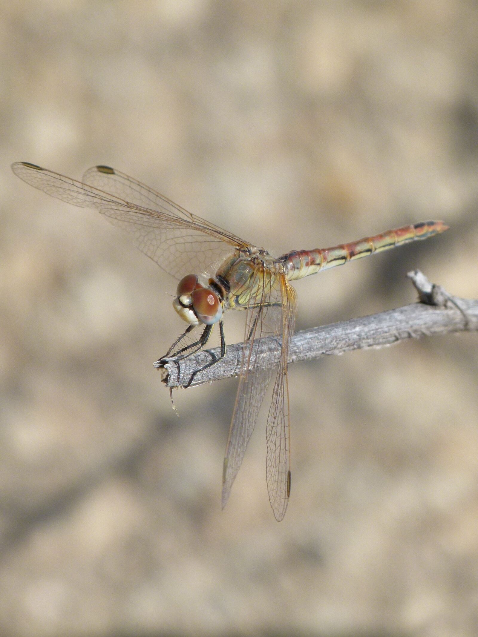 Leica V-Lux 2 sample photo. Dragonfly, detail, branch photography