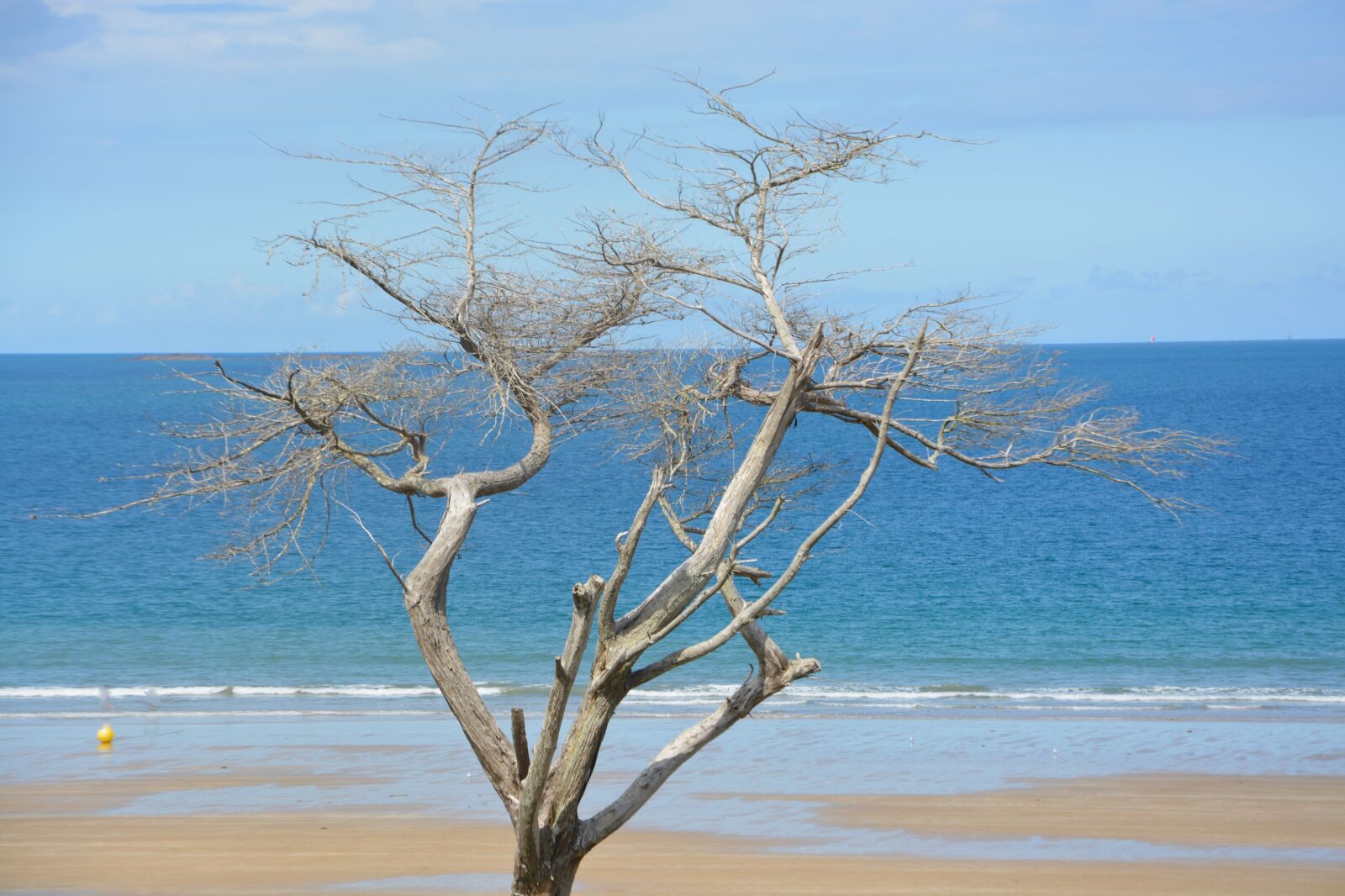 Nikon D5200 sample photo. Tree, dead tree, natural photography
