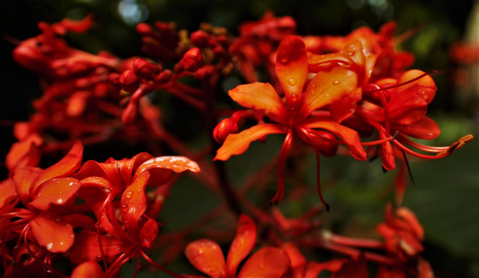 Canon EOS 550D (EOS Rebel T2i / EOS Kiss X4) sample photo. Flower, nature, waterdrops, beauty photography