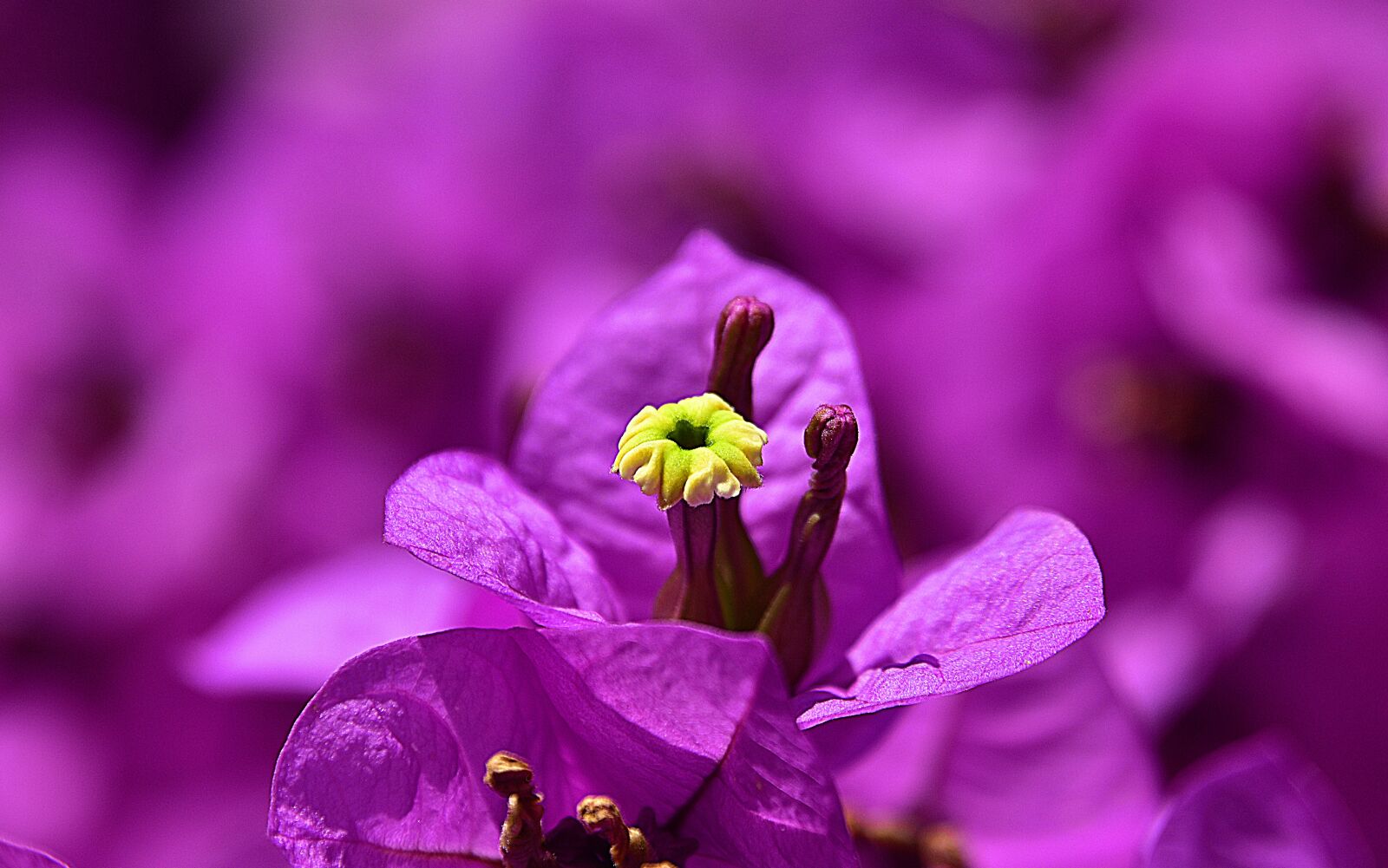 Nikon D7200 sample photo. Flower, garden, petals photography