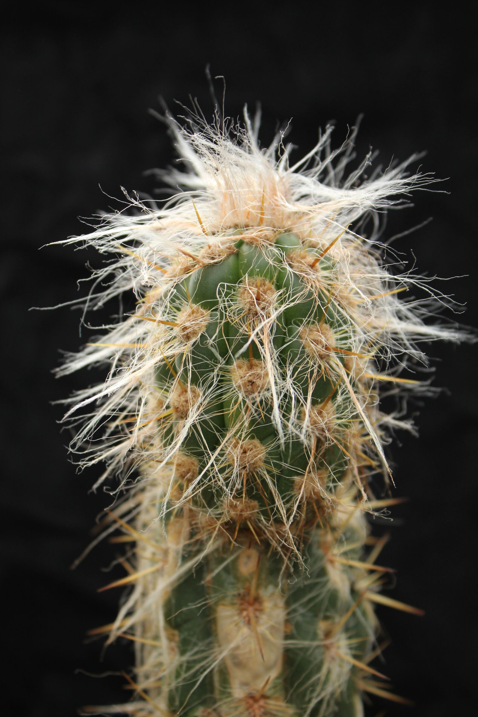 Canon EF-S 18-55mm F3.5-5.6 IS sample photo. Cactus, nature, prickly photography
