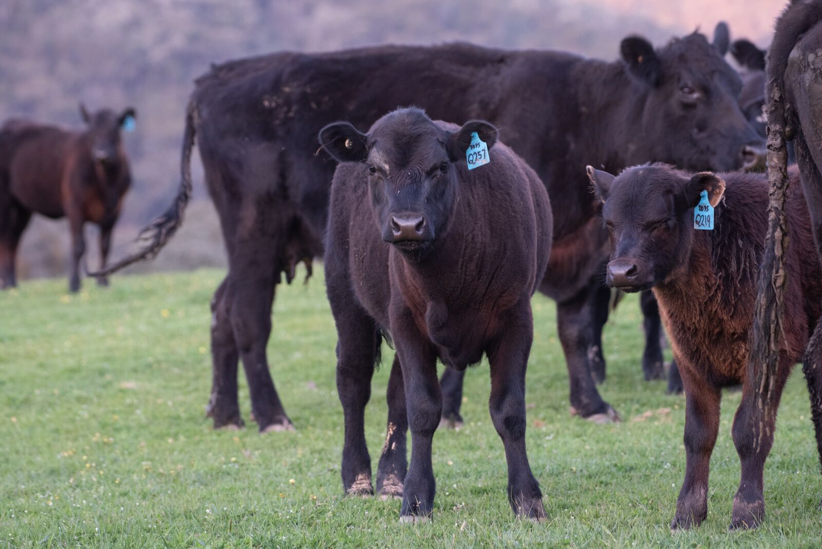 Nikon D750 sample photo. Cow, calf, black angus photography