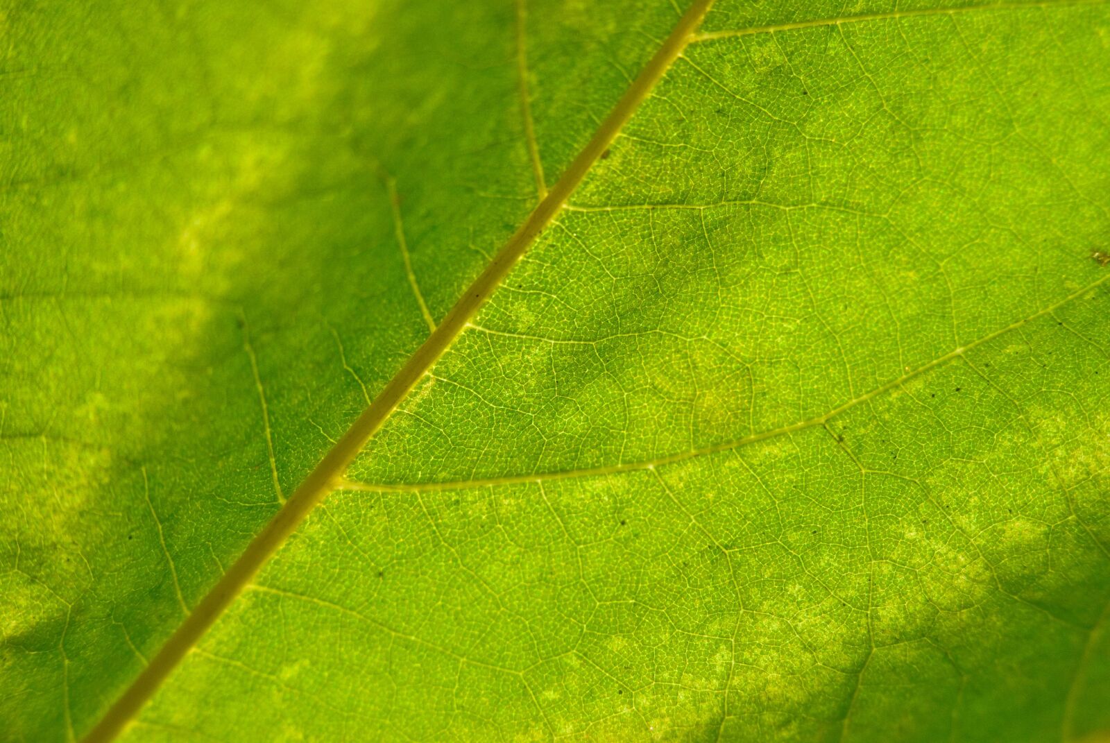 Nikon D60 sample photo. Sheet, green, texture photography