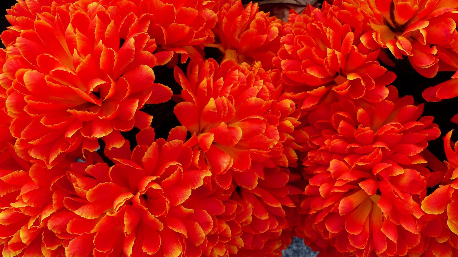 Panasonic Lumix DMC-FZ200 sample photo. Flower, plant, nature photography