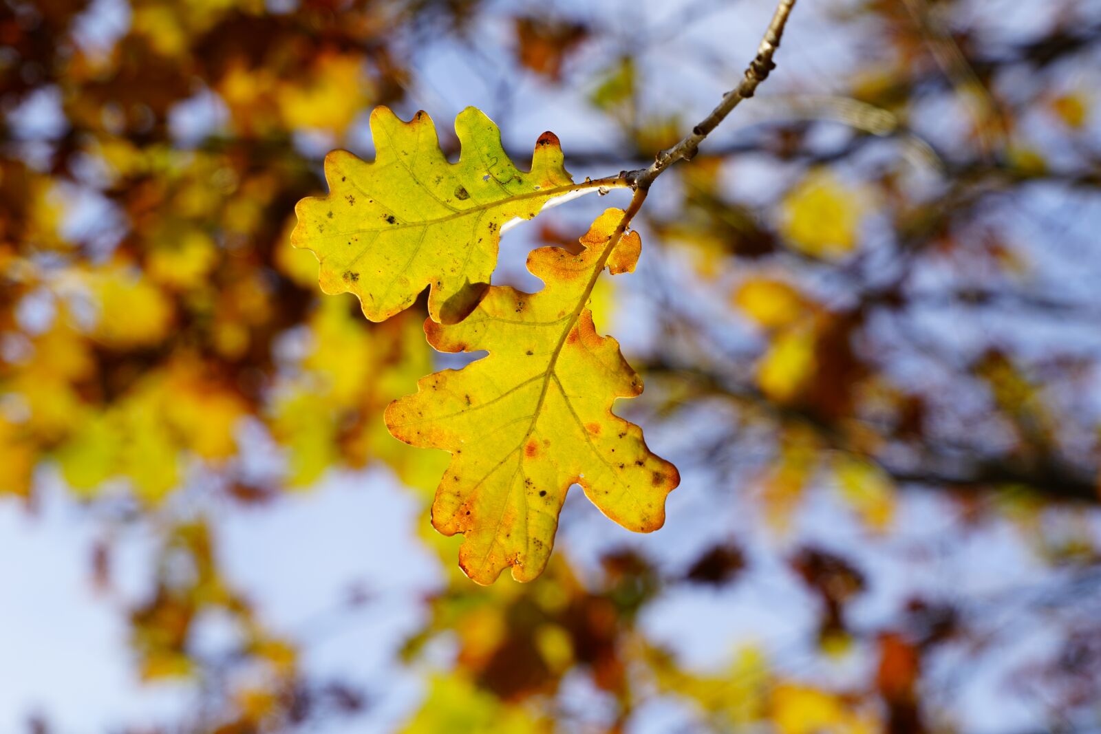 Sony a7R II + Sony FE 24-240mm F3.5-6.3 OSS sample photo. Oak leaves, oak, tree photography