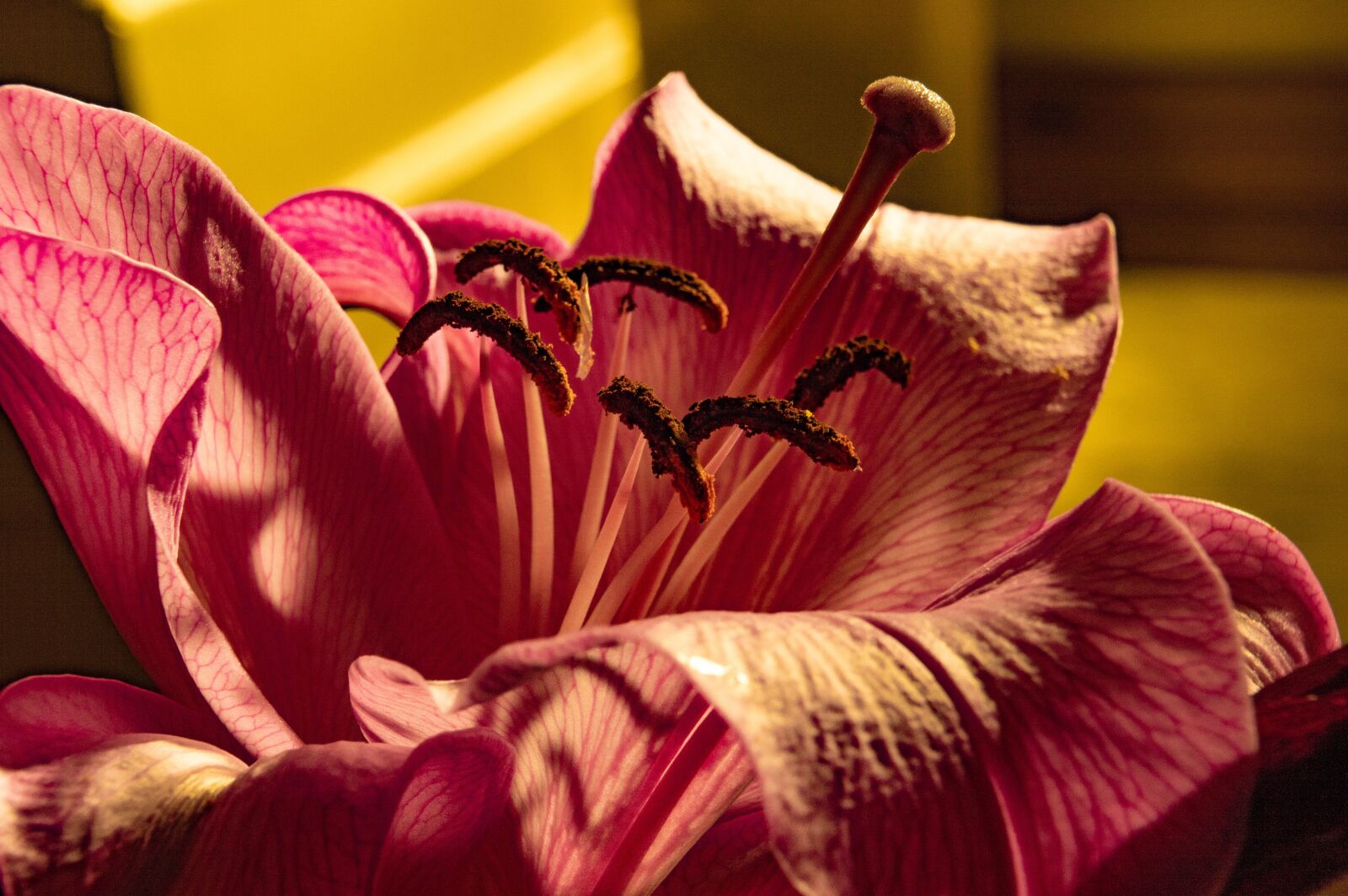 Nikon D3200 + Tamron 18-270mm F3.5-6.3 Di II VC PZD sample photo. Pink, lily, flower photography