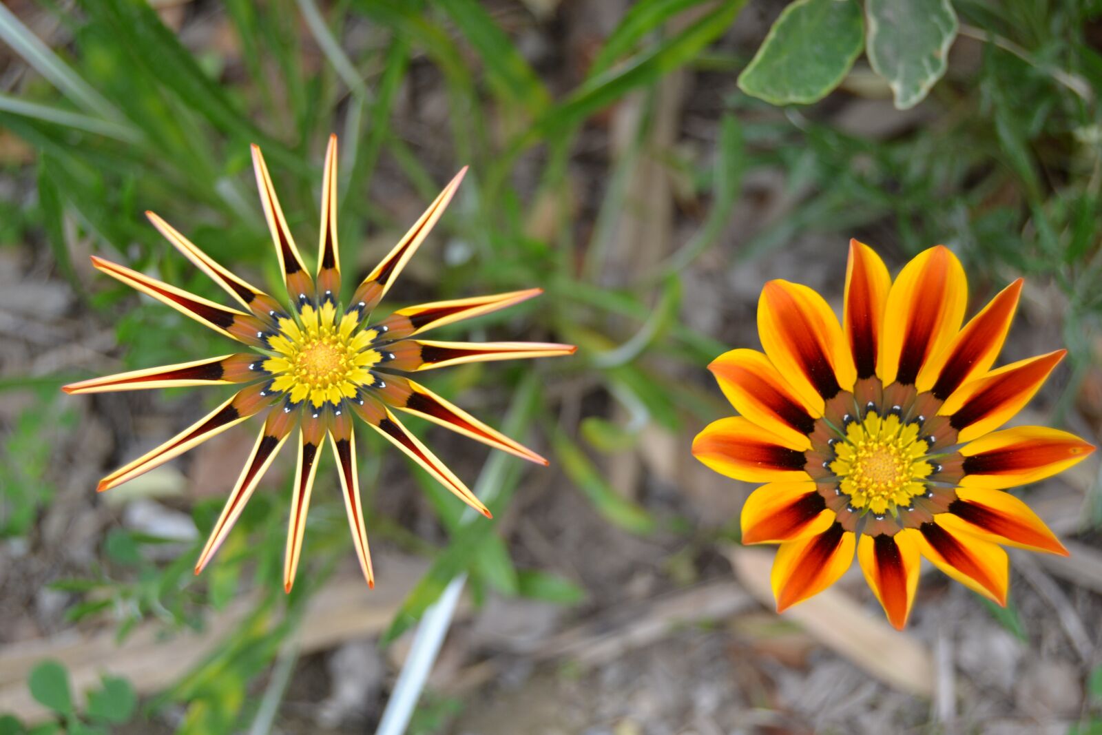 Nikon D3100 sample photo. Flowers, petals, plant photography