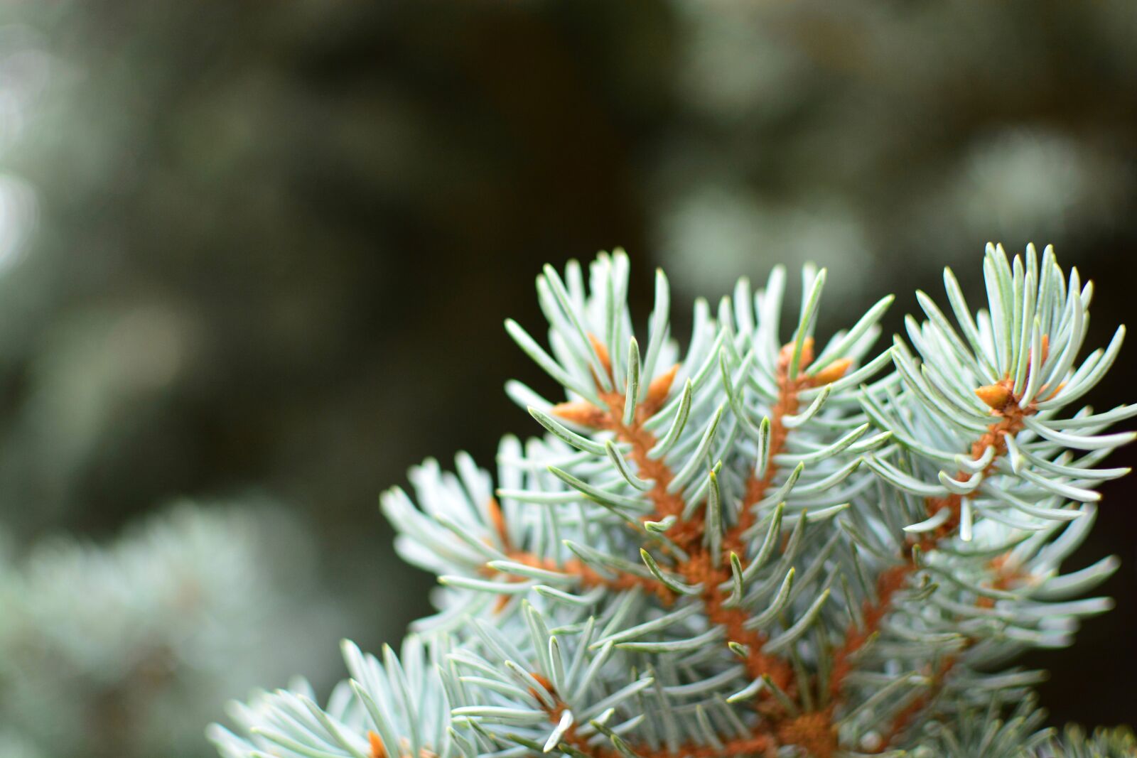 Nikon D7100 sample photo. Branch, close-up, color photography