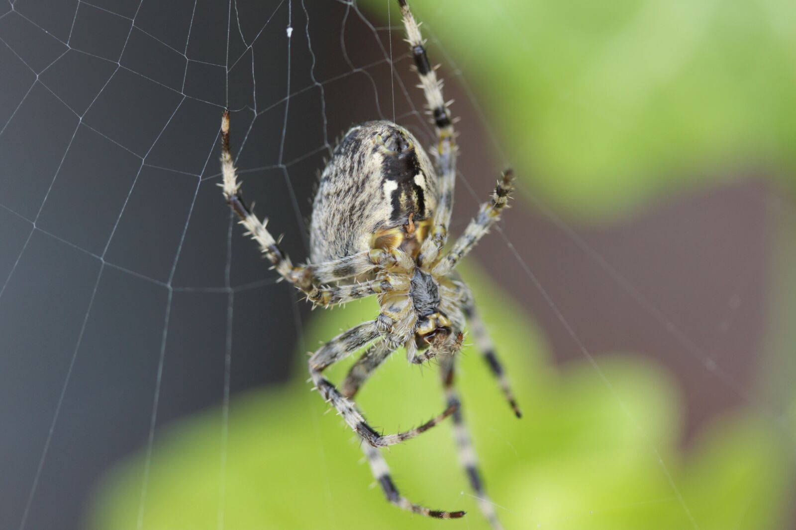 Canon EOS 500D (EOS Rebel T1i / EOS Kiss X3) sample photo. Spider, insect, legs photography