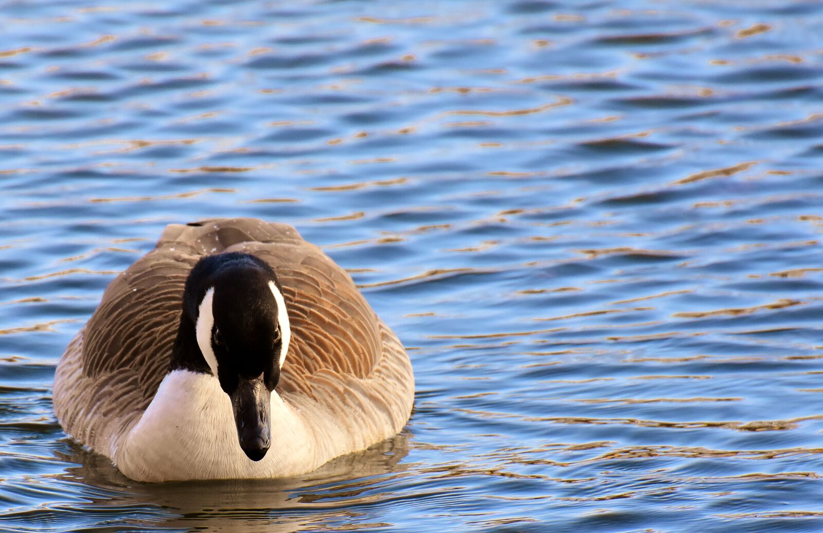 Nikon D7200 sample photo. Goose, water bird, wild photography