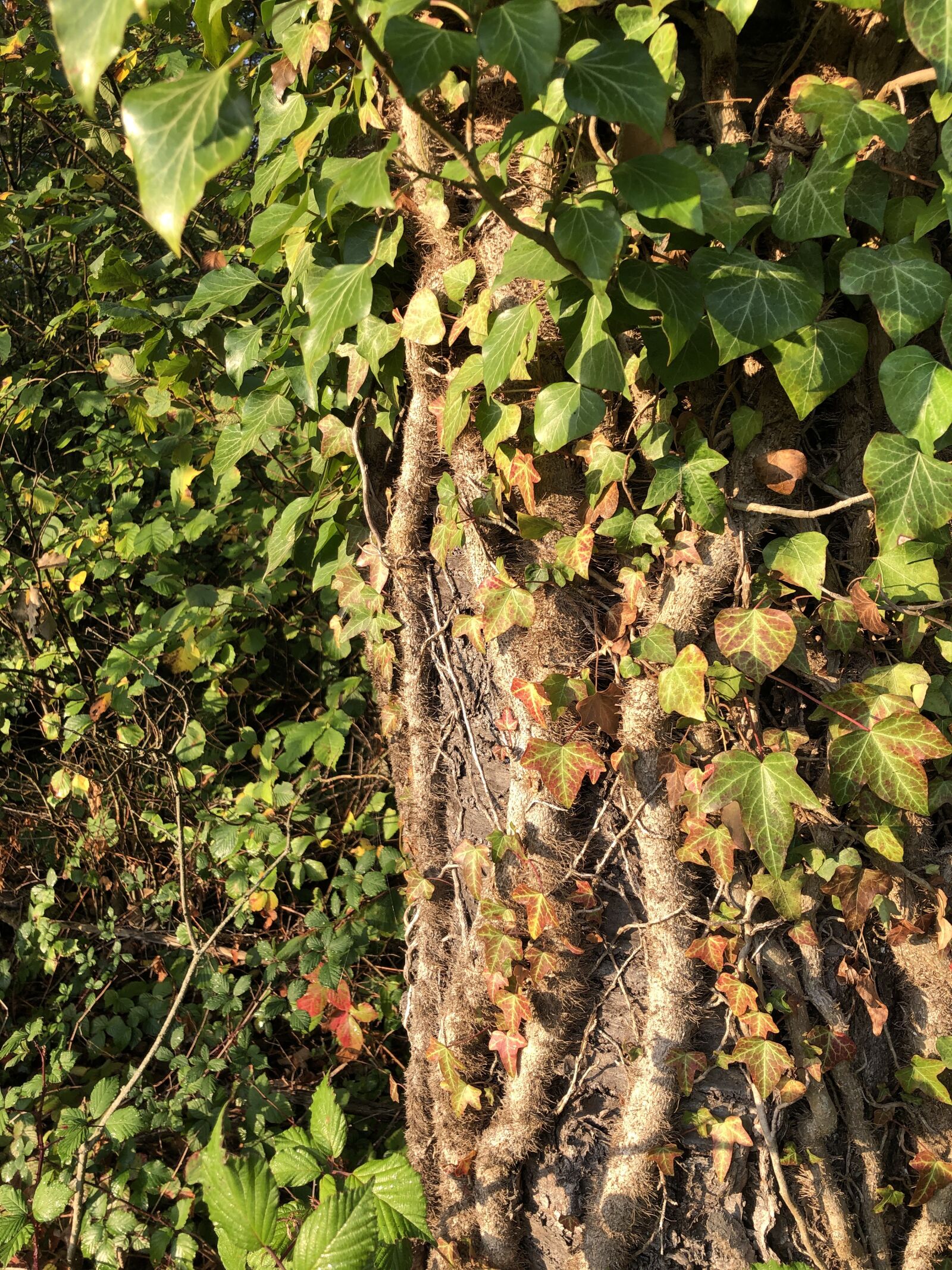 iPhone X back dual camera 4mm f/1.8 sample photo. Tree, autumn, ivy photography