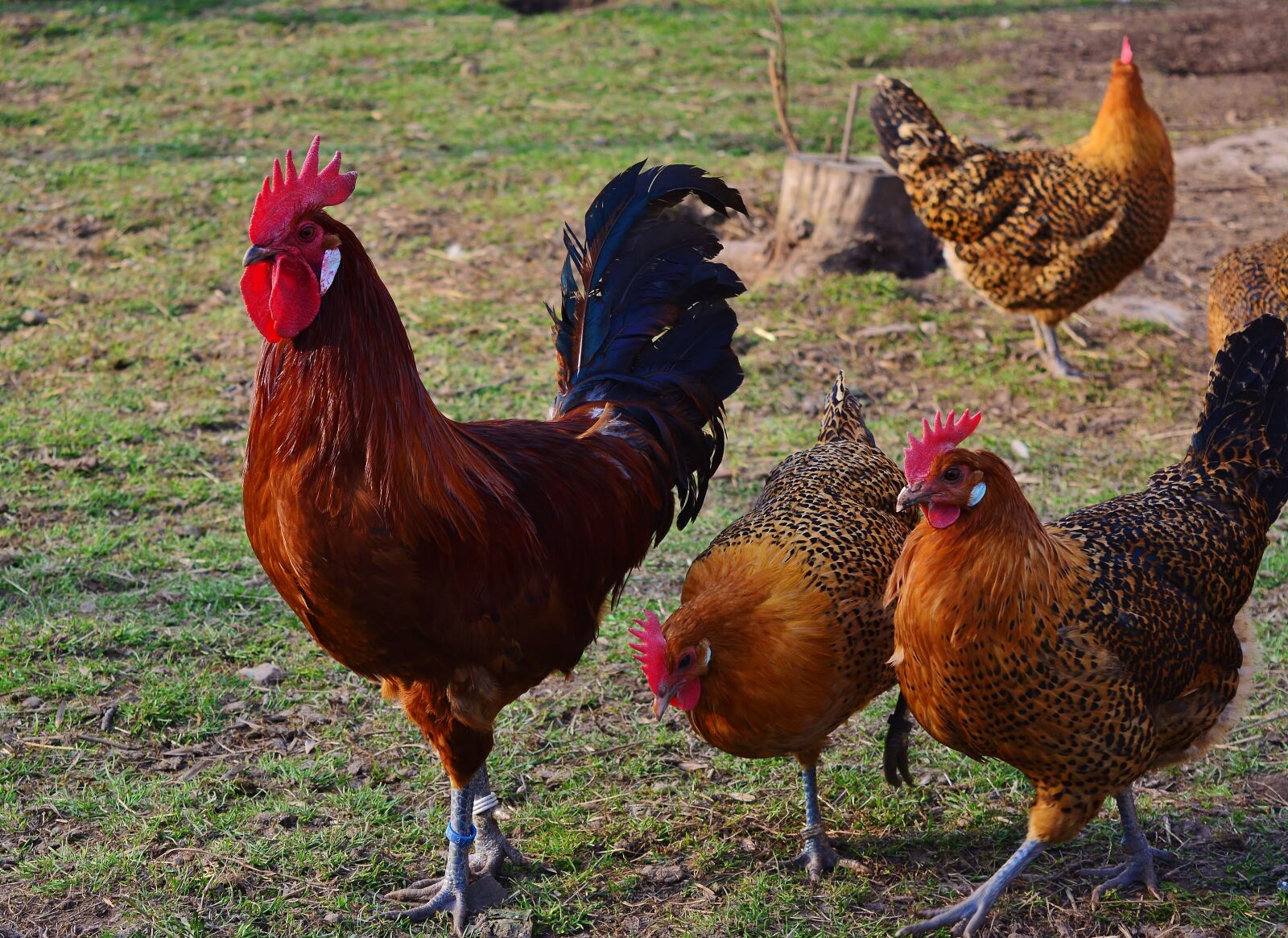 Nikon D5200 sample photo. Hahn, chickens, farm photography