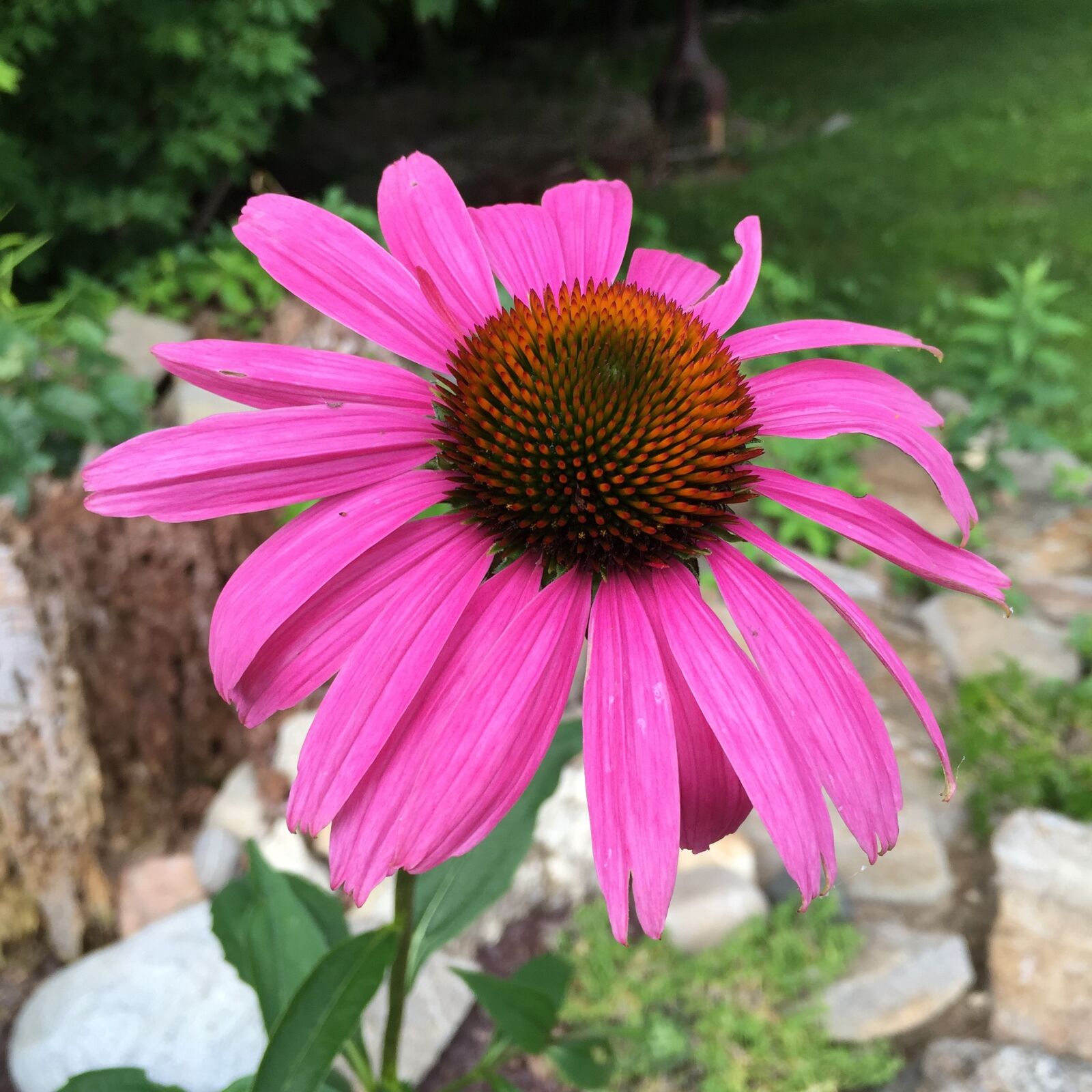 Apple iPhone 6 sample photo. Cone flower, flower, plant photography