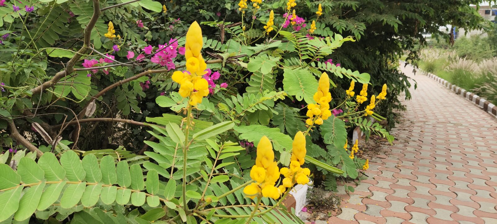 vivo 1919 sample photo. Yellow flower, green, flower photography