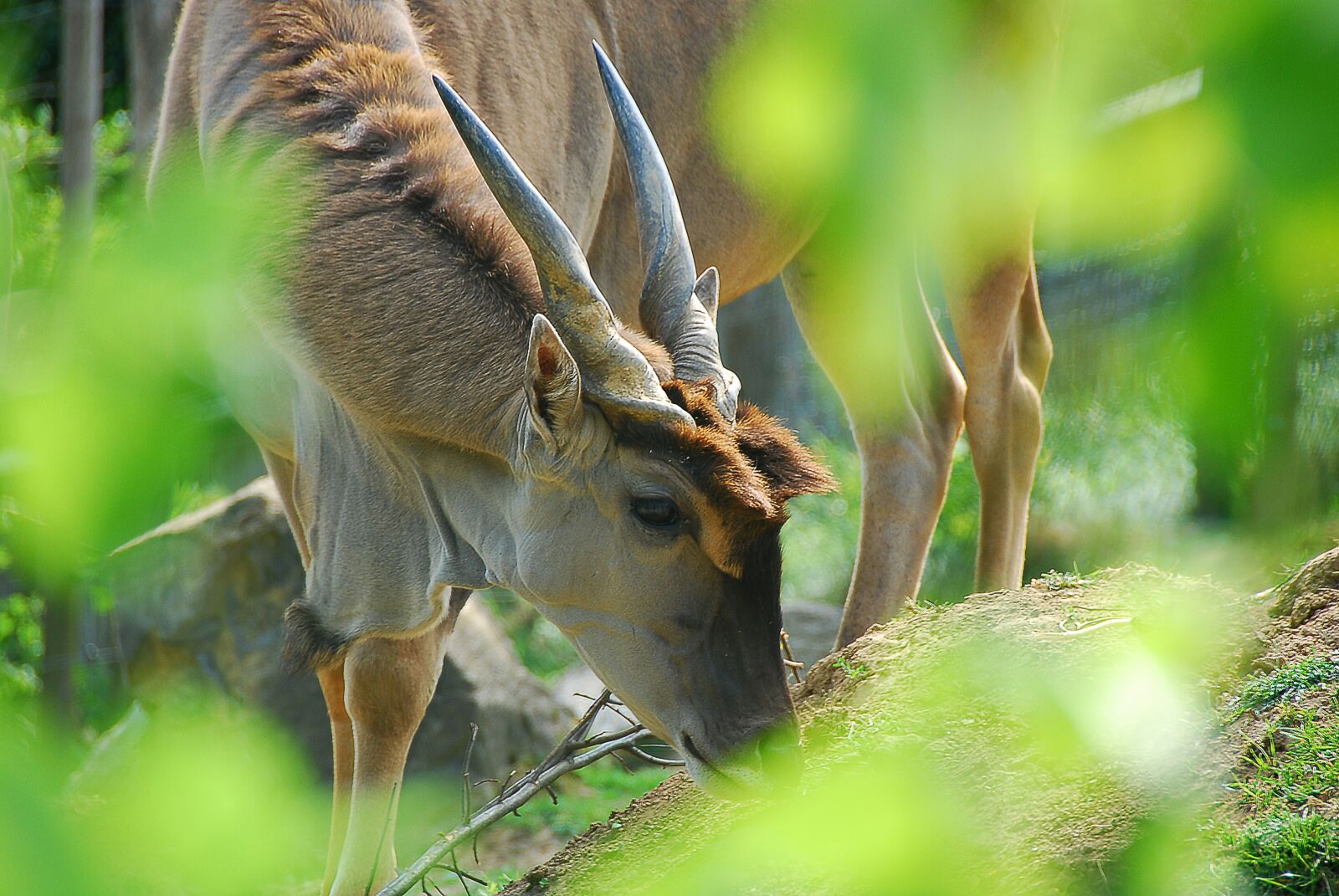 Nikon D80 sample photo. Animal, common eland, antelope photography