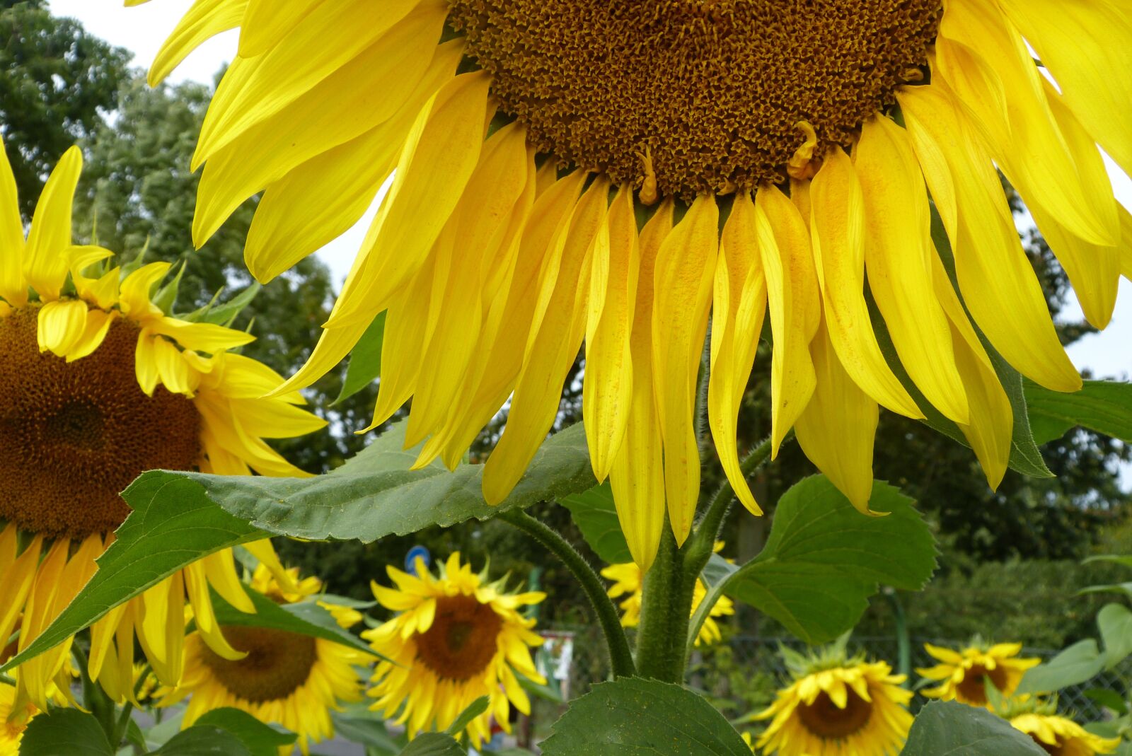 Panasonic Lumix DMC-FZ150 sample photo. Summer, sunflower, yellow photography