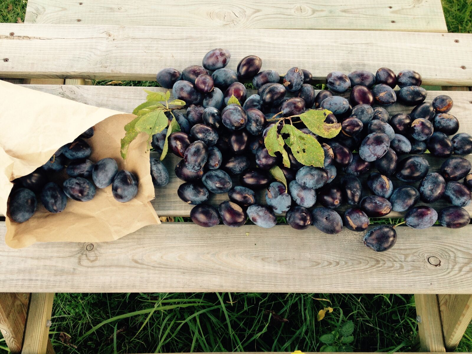 iPhone 4S back camera 4.28mm f/2.4 sample photo. Autumn, plums, harvest photography
