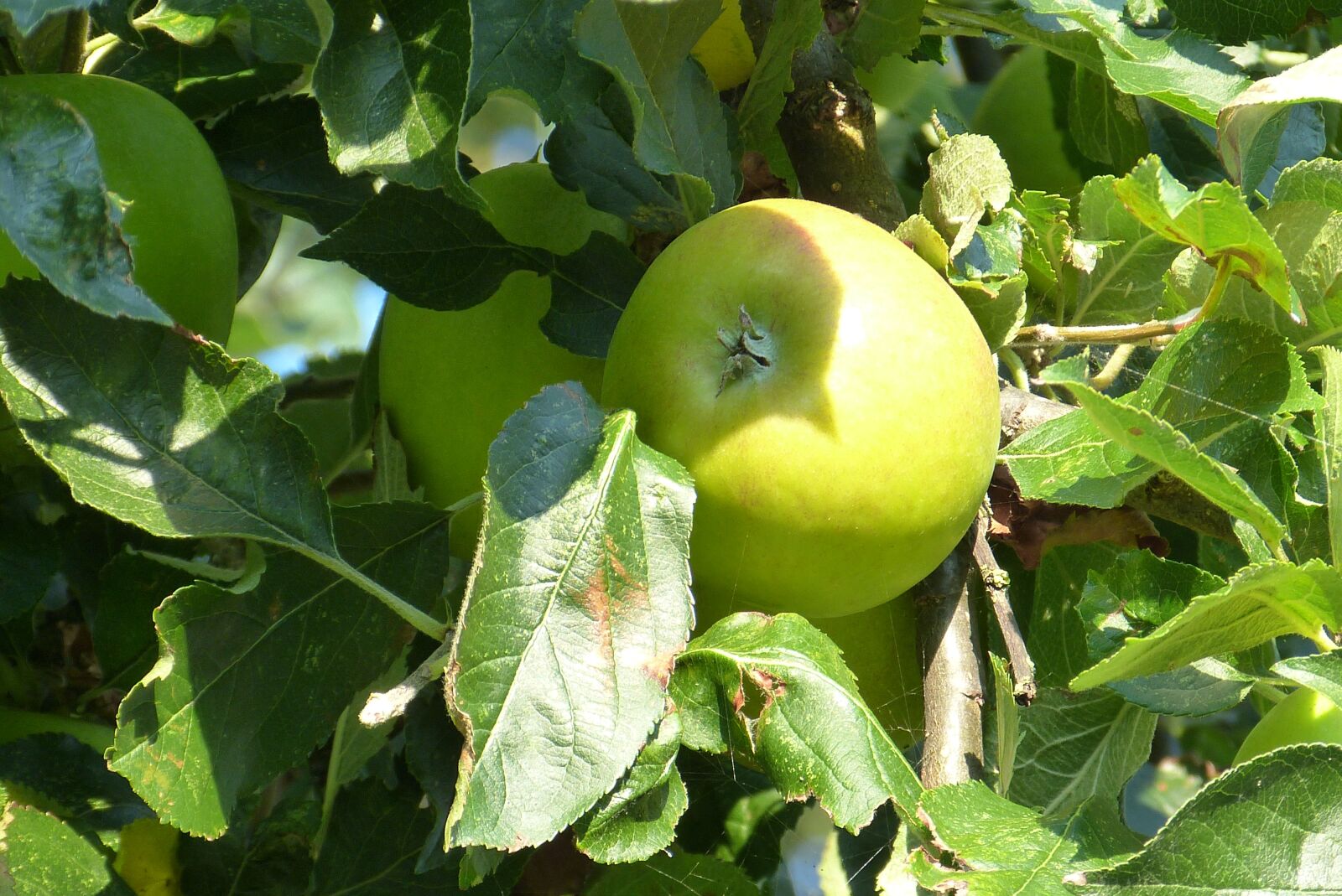 Panasonic Lumix DMC-FZ150 sample photo. Tree, apple, a photography