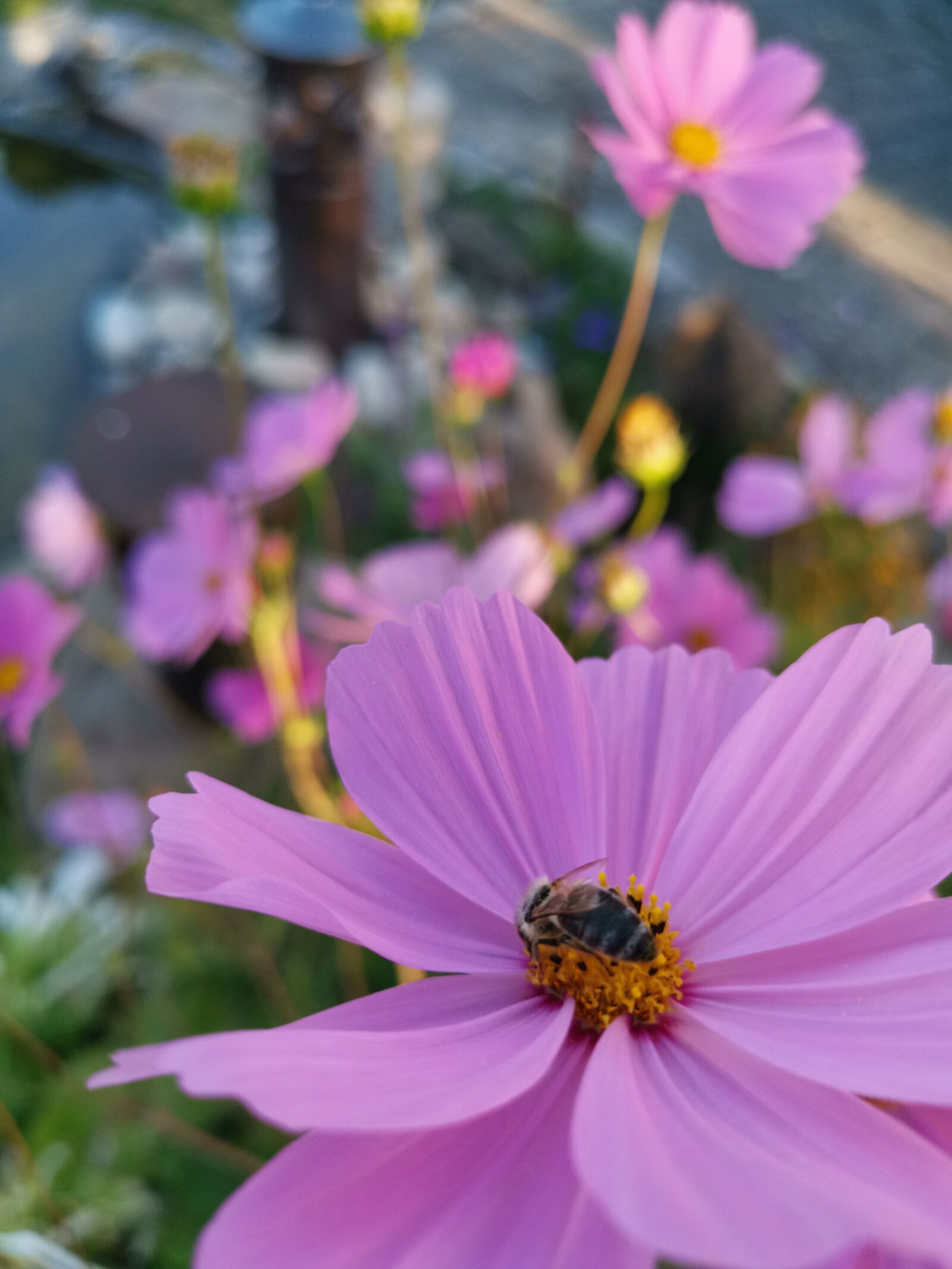 HUAWEI LYA-L29 sample photo. Flower, bee, nature photography