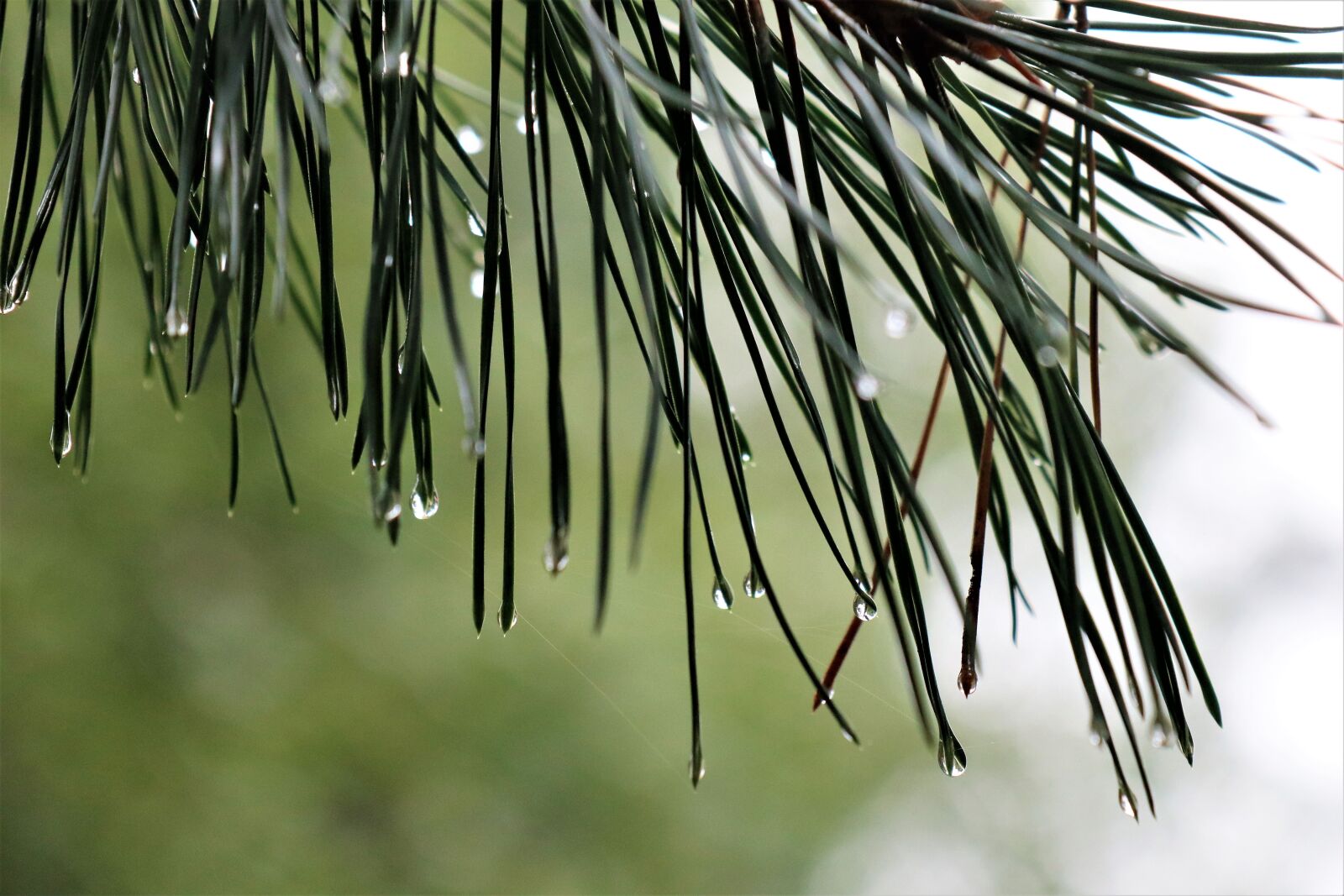 Canon EOS M6 sample photo. Conifer, pine, forest photography