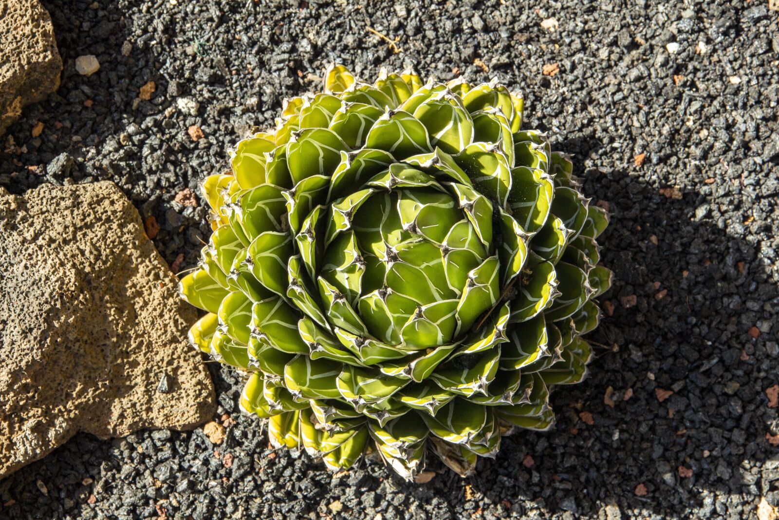 Canon EOS 650D (EOS Rebel T4i / EOS Kiss X6i) sample photo. Cactus, lanzarote, canary photography