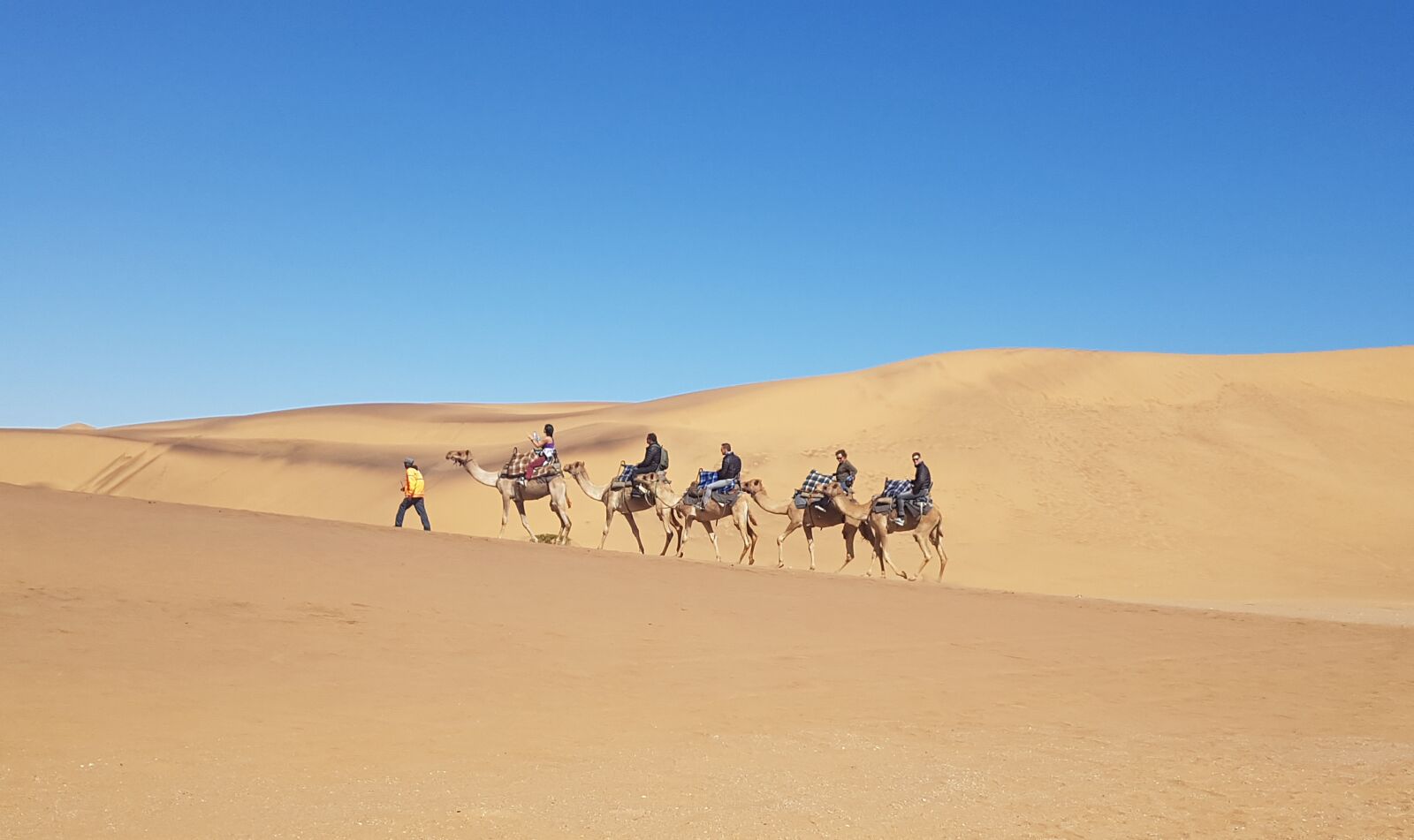 Samsung Galaxy S7 sample photo. Namibia, camel, desert photography