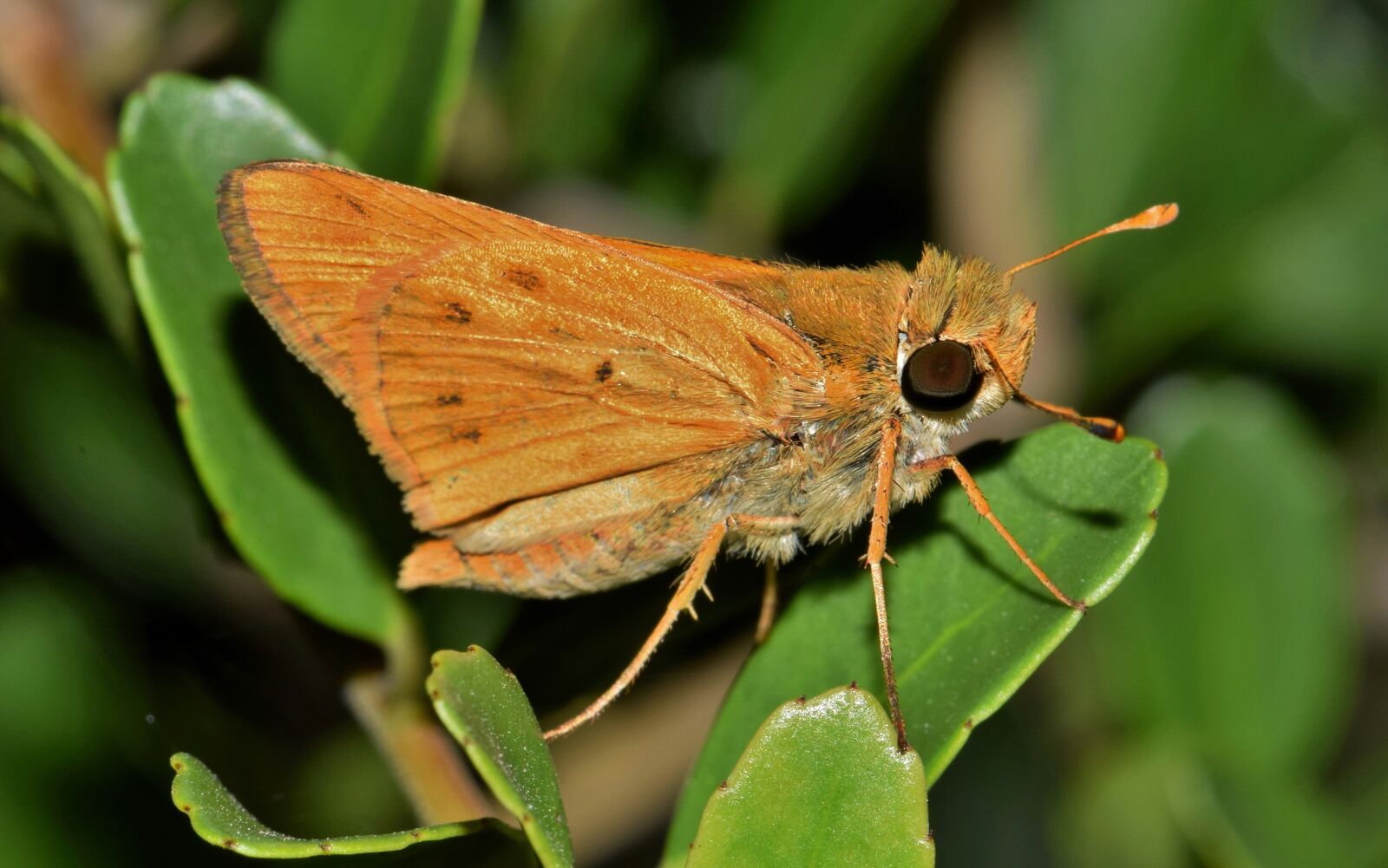 Nikon D5300 sample photo. Butterfly, fiery skipper, wings photography