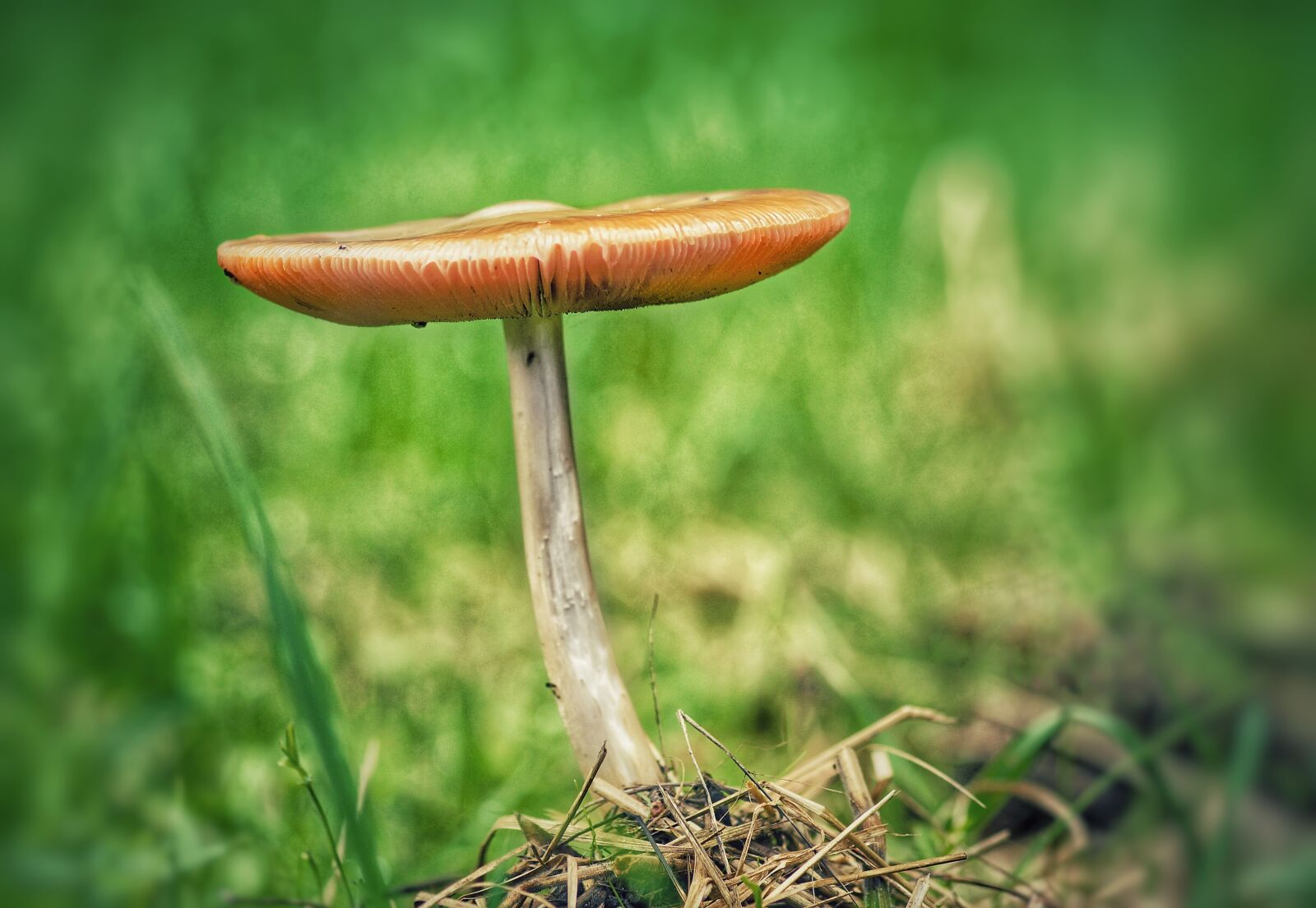 Minolta AF 100mm F2.8 Macro [New] sample photo. Mushrooms, autumn, season photography
